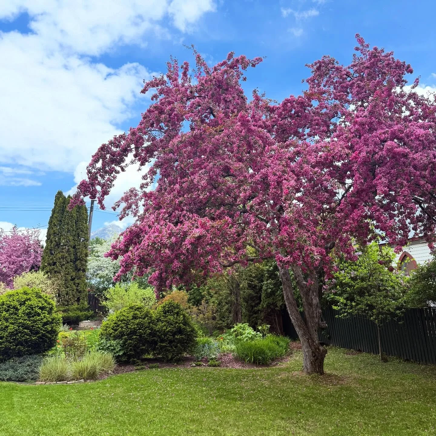 🌸 April showers bring May flowers&hellip; but only if your trees are set up right.

Right now&mdash;before full leaf-out&mdash;is one of the most important windows of the year for tree care.

What you do today determines how your landscape looks (an