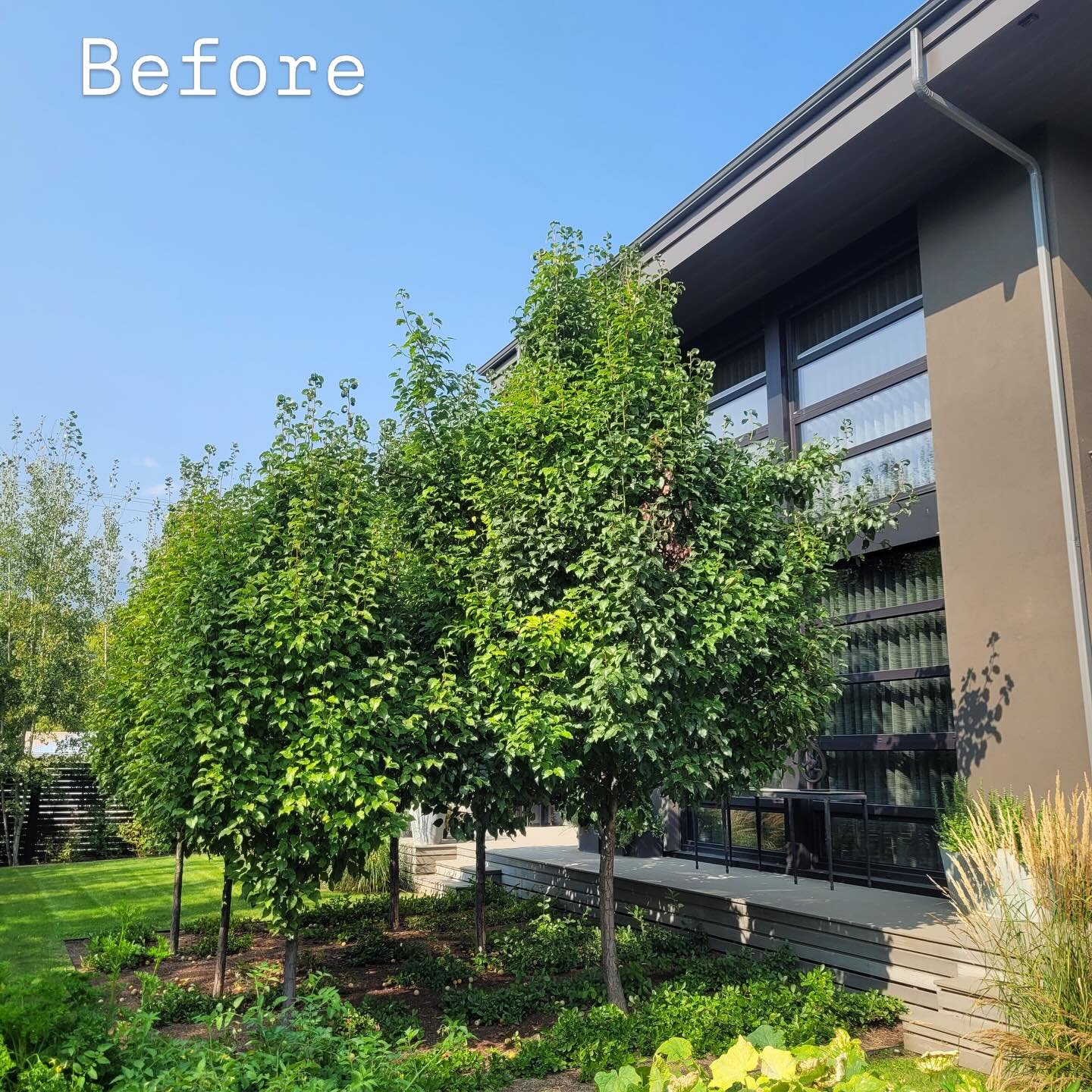 Shaping up yards since 2007 🌿

Sometimes trees just need a little professional TLC.

Before &amp; after from a formative pruning project last fall in Golden.

#goldenbc #arborist #treepruning #treelove
