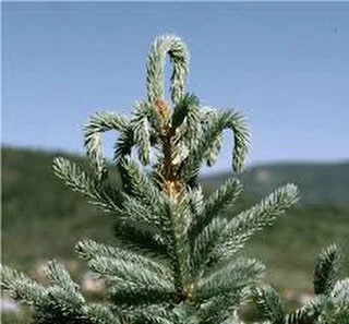 Notice your spruce looking a little droopy this spring?

Those curled, wilted new shoots are a classic sign of spruce leader weevil damage.

The adult weevil lays eggs in the terminal leader, and the developing larvae kill the new growth from the ins