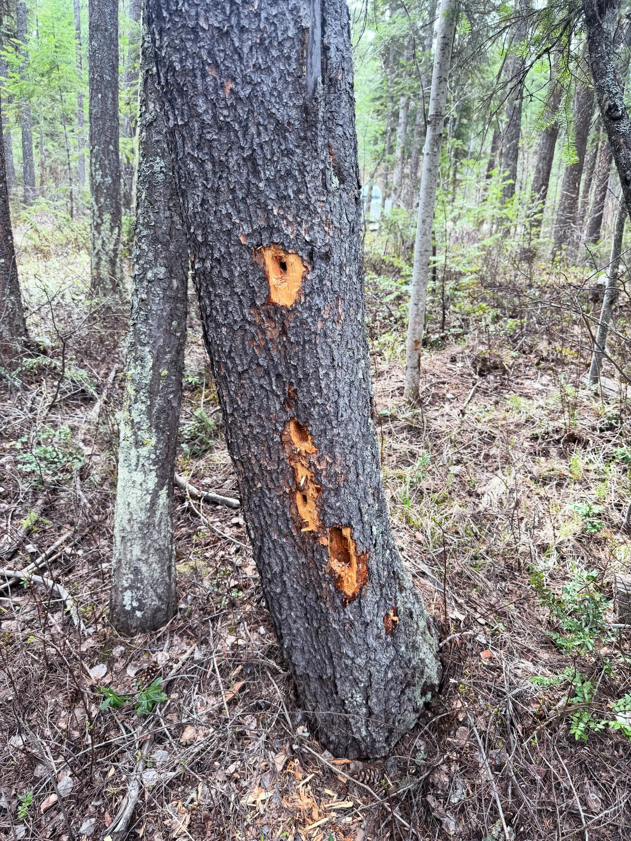 When woodpeckers start hammering, pay attention. 🪶🌲

These fresh holes are a sign that birds are feeding on insects beneath the bark.

In other words, nature has already noticed something is going on.

Woodpeckers don&rsquo;t cause the problem&mdas