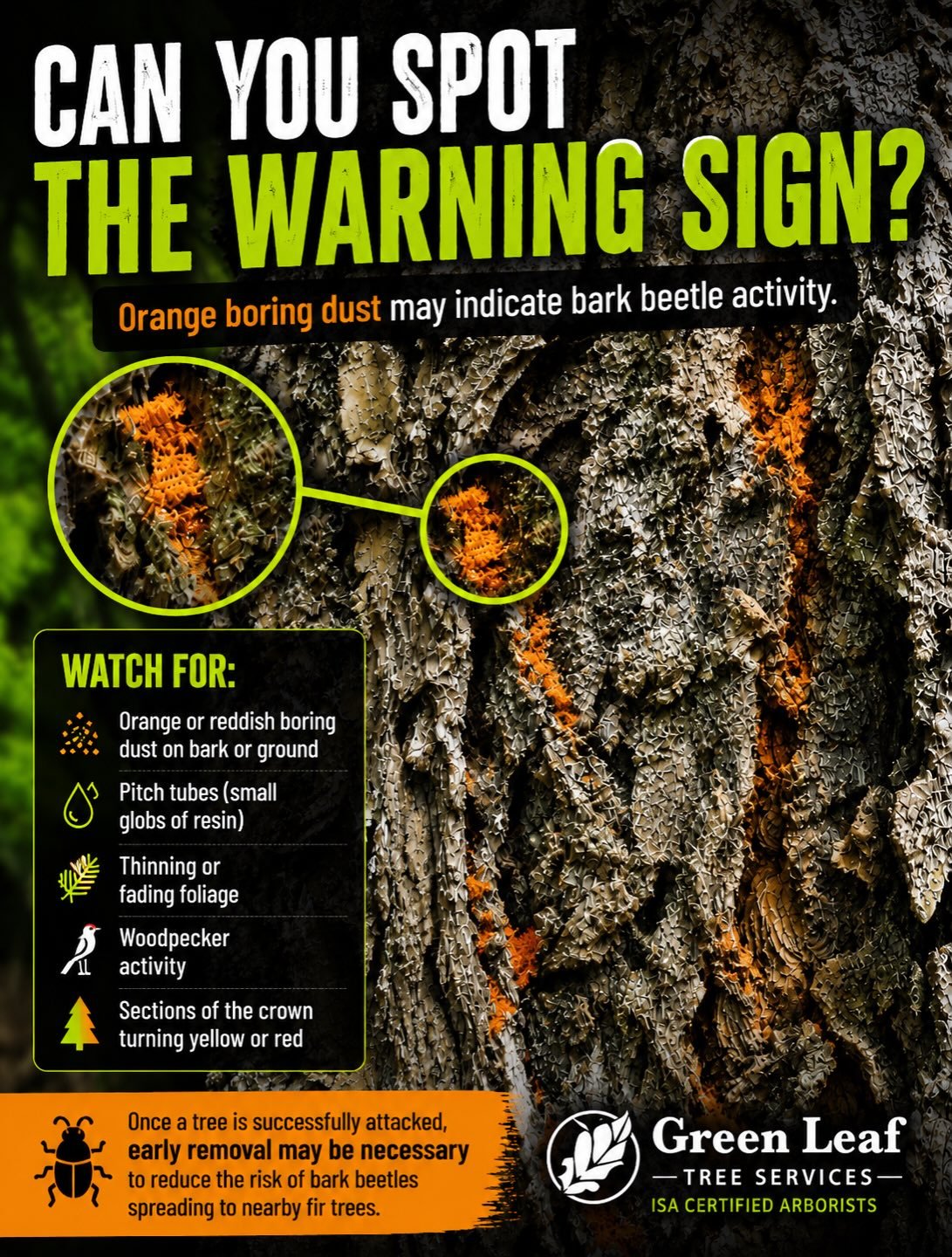 🪲 Spotting Fir Bark Beetles Before It&rsquo;s Too Late

This mature Douglas-fir was recently assessed on a customer&rsquo;s property after showing signs of decline.

One of the telltale signs of bark beetle activity is the presence of orange-brown b