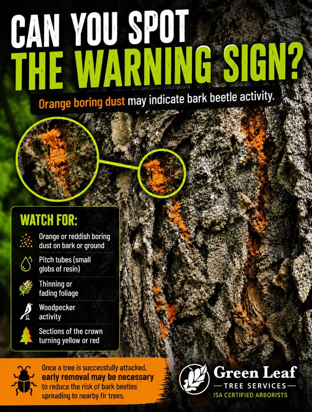 🪲 Spotting Fir Bark Beetles Before It&rsquo;s Too Late

This mature Douglas-fir was recently assessed on a customer&rsquo;s property after showing signs of decline.

One of the telltale signs of bark beetle activity is the presence of orange-brown b