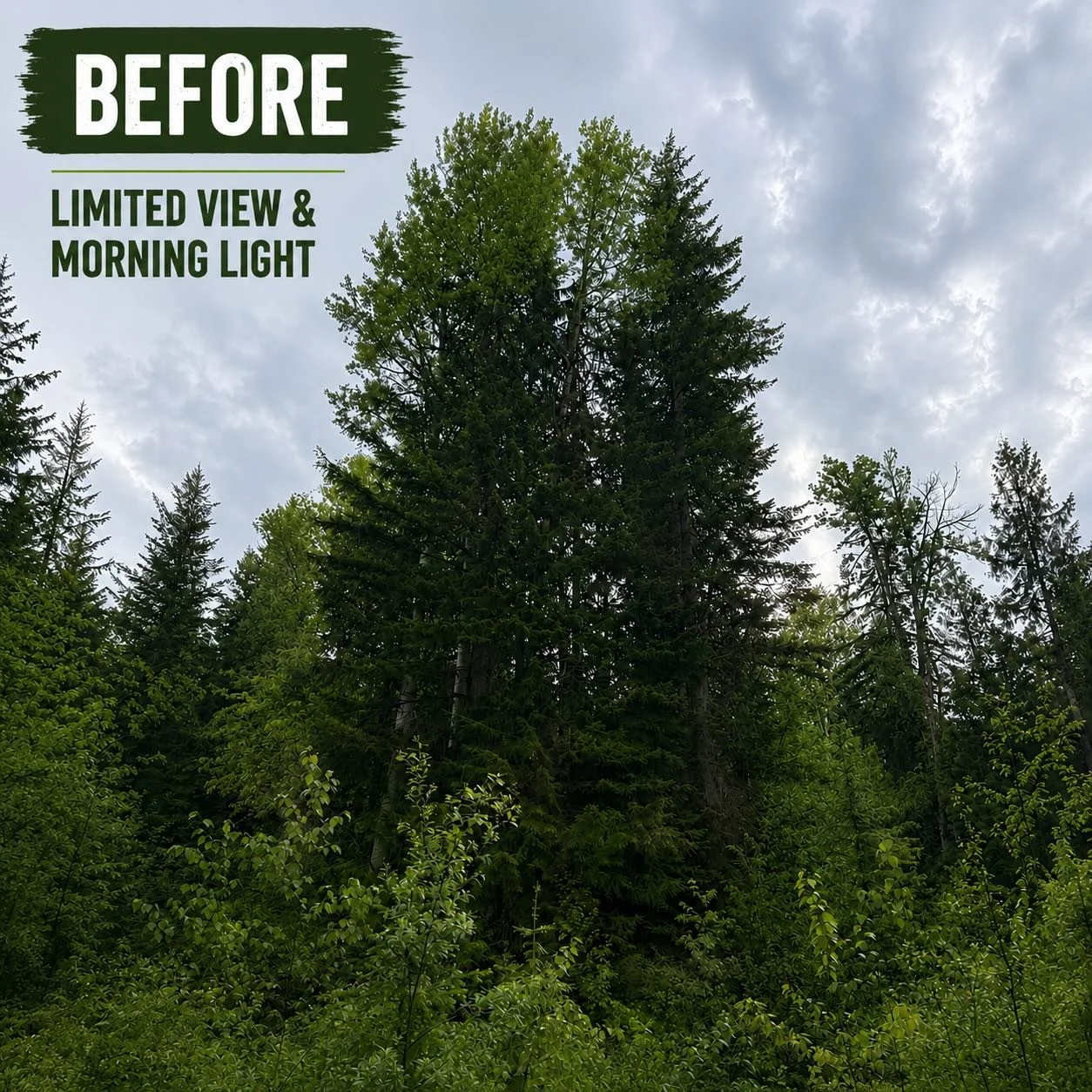 🌲 More Light. Better Views. Stronger Defensible Space.

This project required the removal of a significant number of trees to restore mountain views, increase sunlight, and improve wildfire resilience around the property.

The result?

☀️ More morni