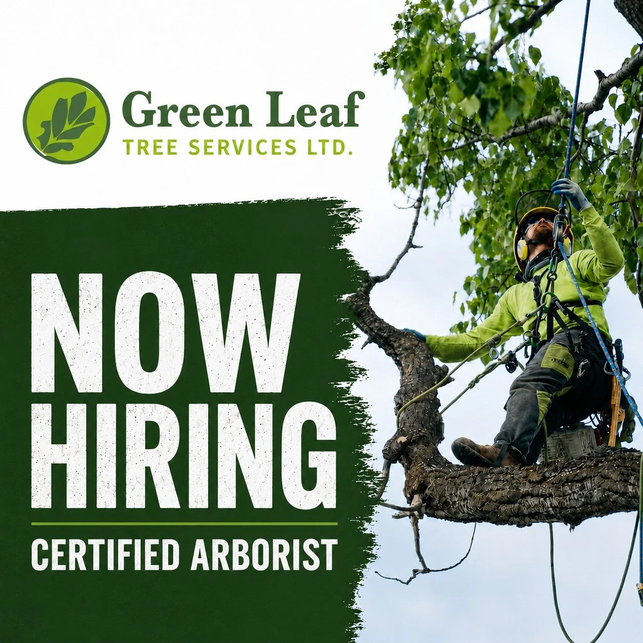Green Leaf Tree Services is looking for a Certified Arborist to join our Kimberley/Cranbrook crew.

This is not an entry-level role.

We&rsquo;re looking for someone who is confident in the tree, calm under pressure, sharp with rigging, professional 