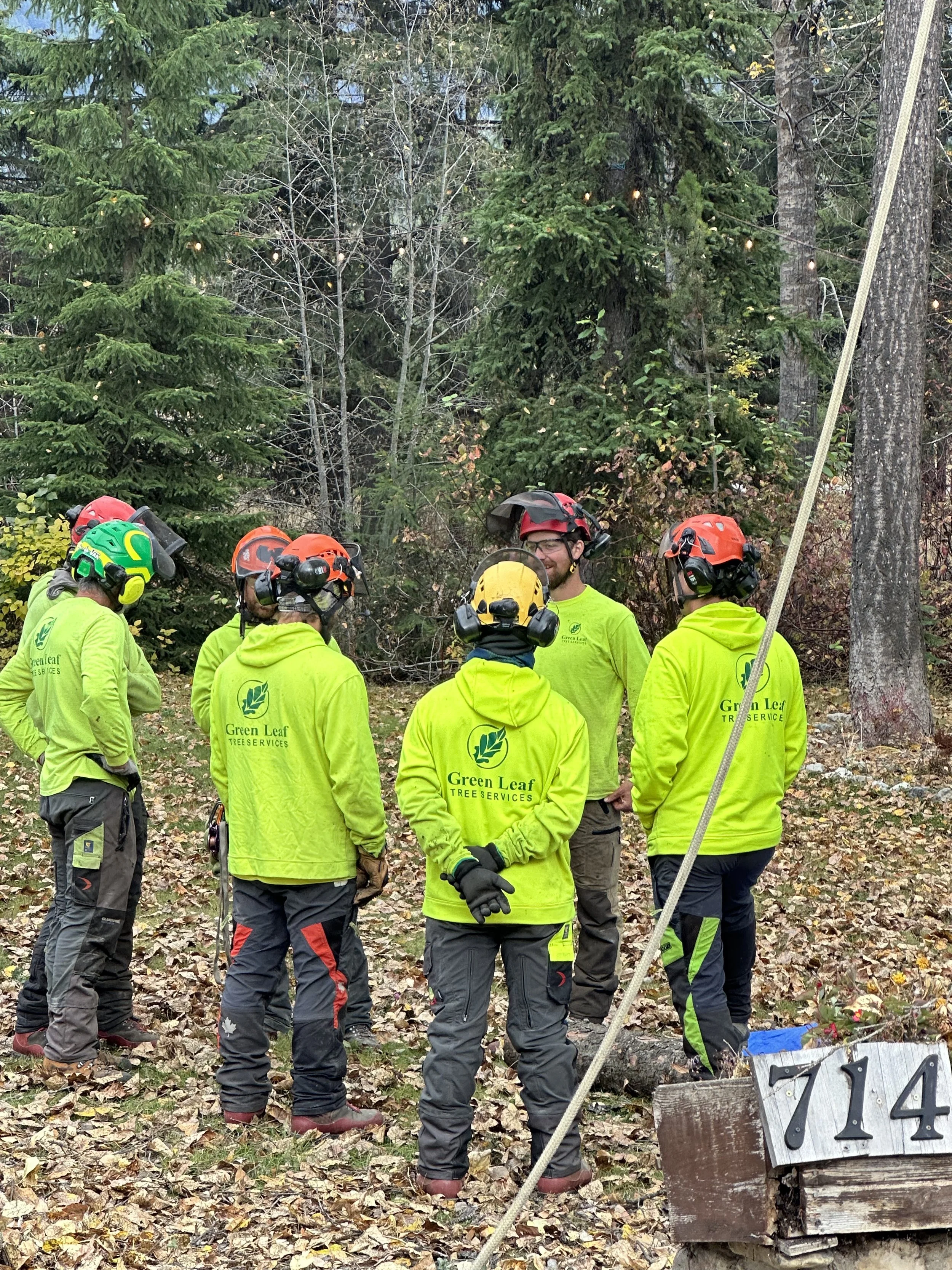 Cheap Tree Service vs. Professional Arborist: Why the Lowest Quote Is Not Always the Best Value