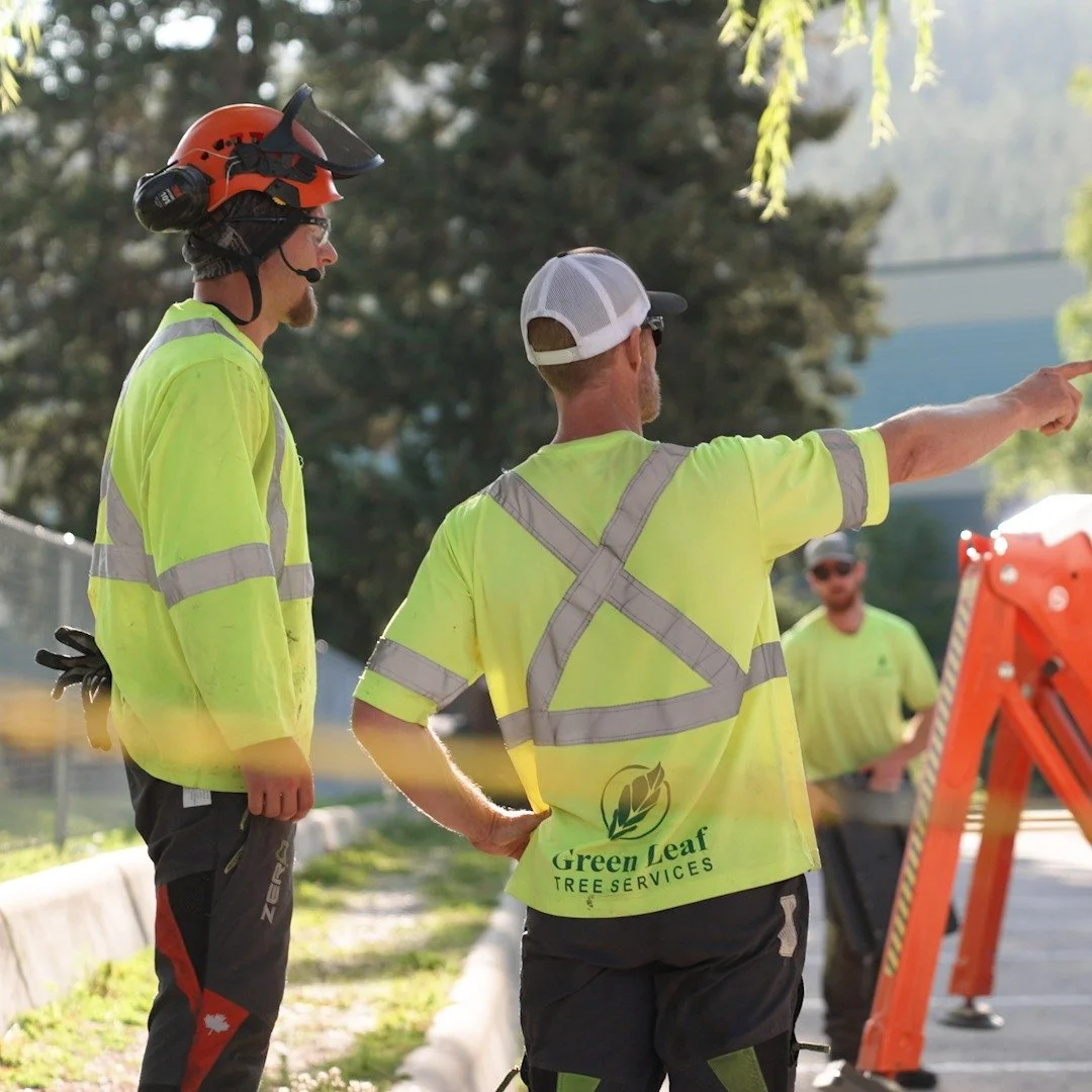 As with most trades, you can always find a cheaper option.

But with tree work, lower prices can come at a cost &mdash; lack of proper training, certifications, lack of proper safety, improper equipment, or less experience when things get complicated