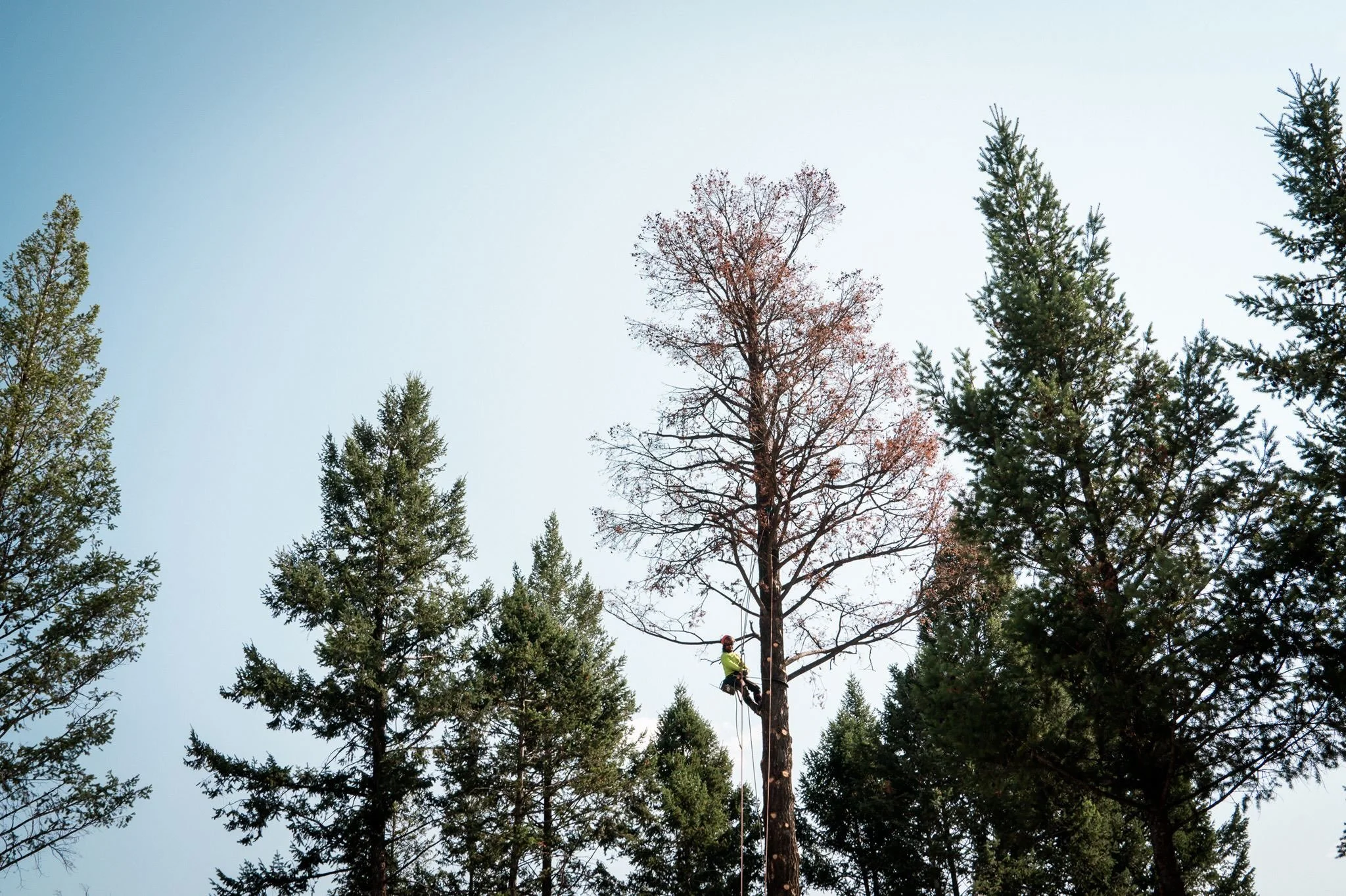 That one dead tree matters.

When beetles move through a stand, identifying affected trees early can make a difference.

Removing the right trees at the right time can help reduce risk and protect the health of the trees around them.

Unsure about yo