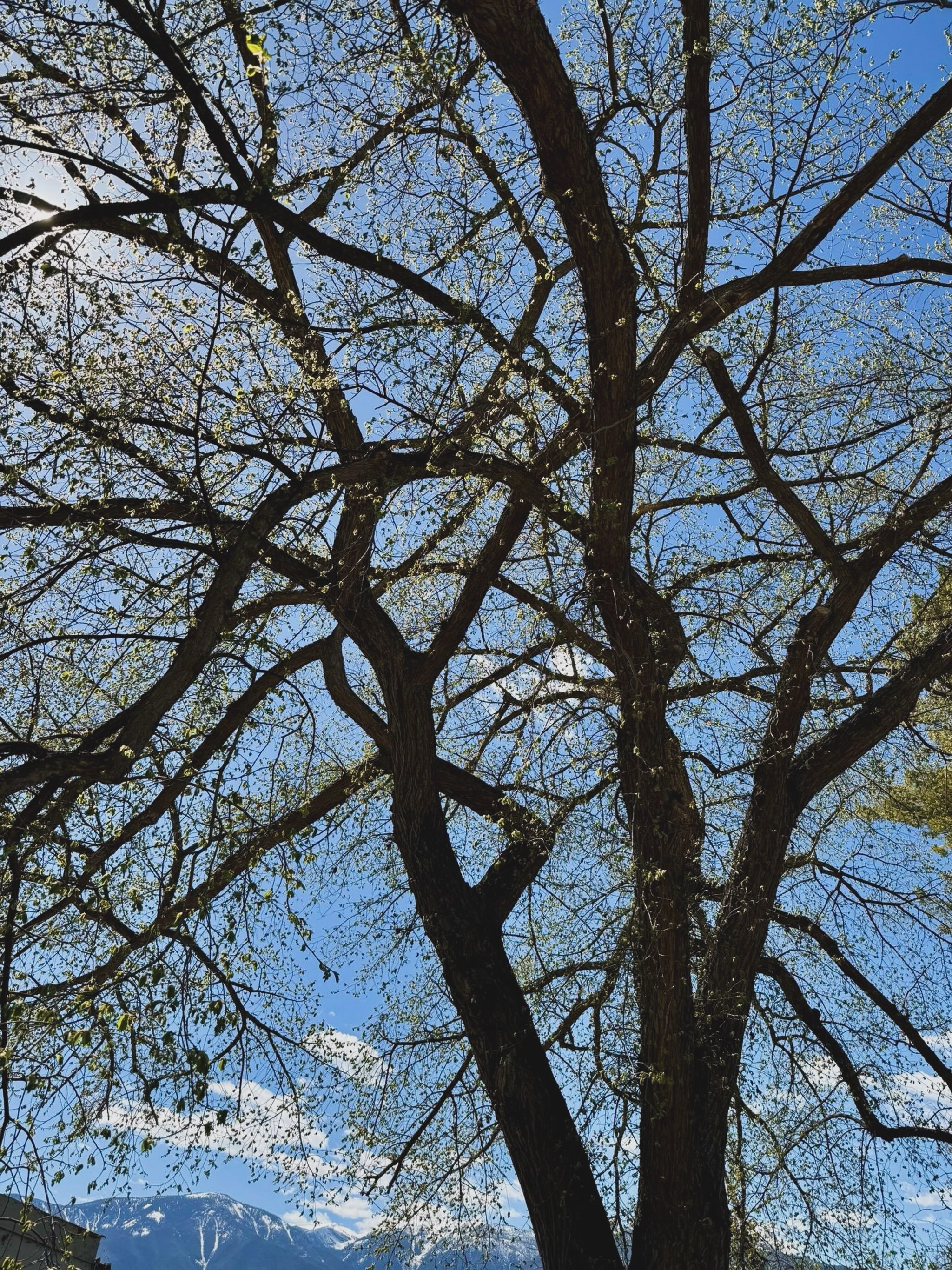 Some trees become part of the family. 

We&rsquo;ve been caring for this beautiful mature American Elm in Invermere for 20 years, with annual assessments, ongoing pruning and insect treatments.

Today, its canopy stretches over two lakeside cabins, i