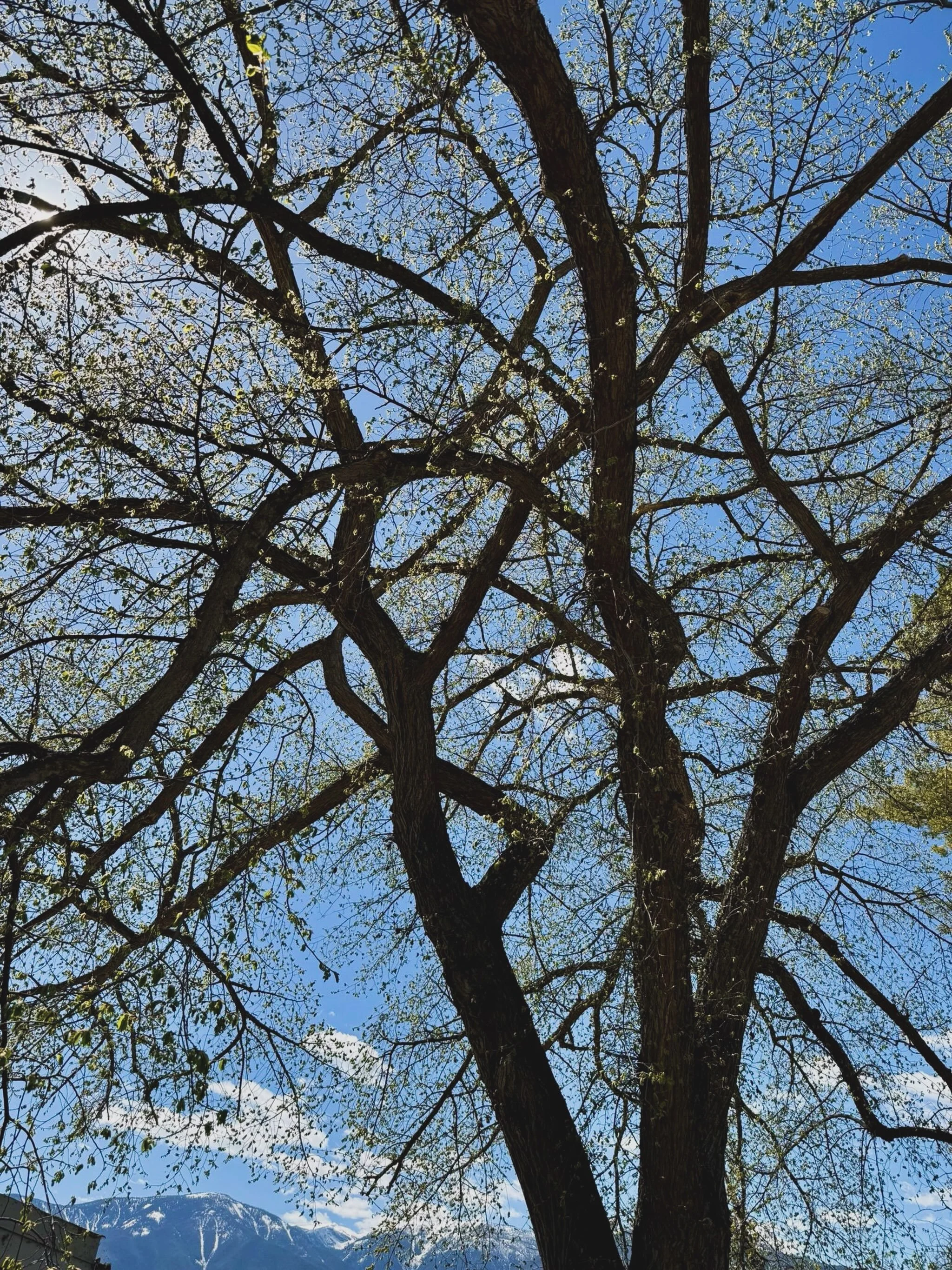 Some trees become part of the family. 

We&rsquo;ve been caring for this beautiful mature American Elm in Invermere for 20 years, with annual assessments, ongoing pruning and insect treatments.

Today, its canopy stretches over two lakeside cabins, i