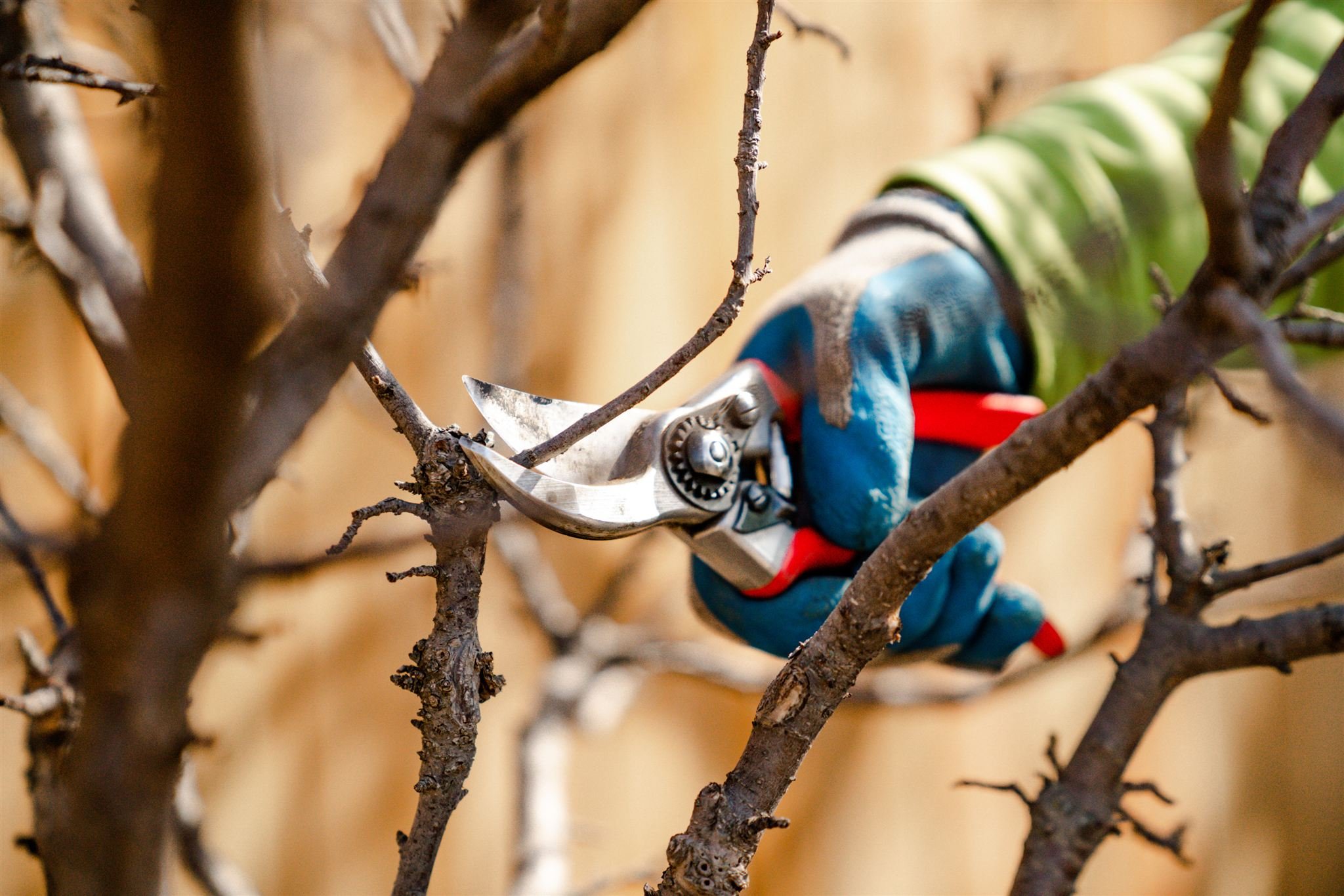 Ask an Arborist: When Is the Best Time to Prune Trees in the Columbia Valley and East Kootenays?