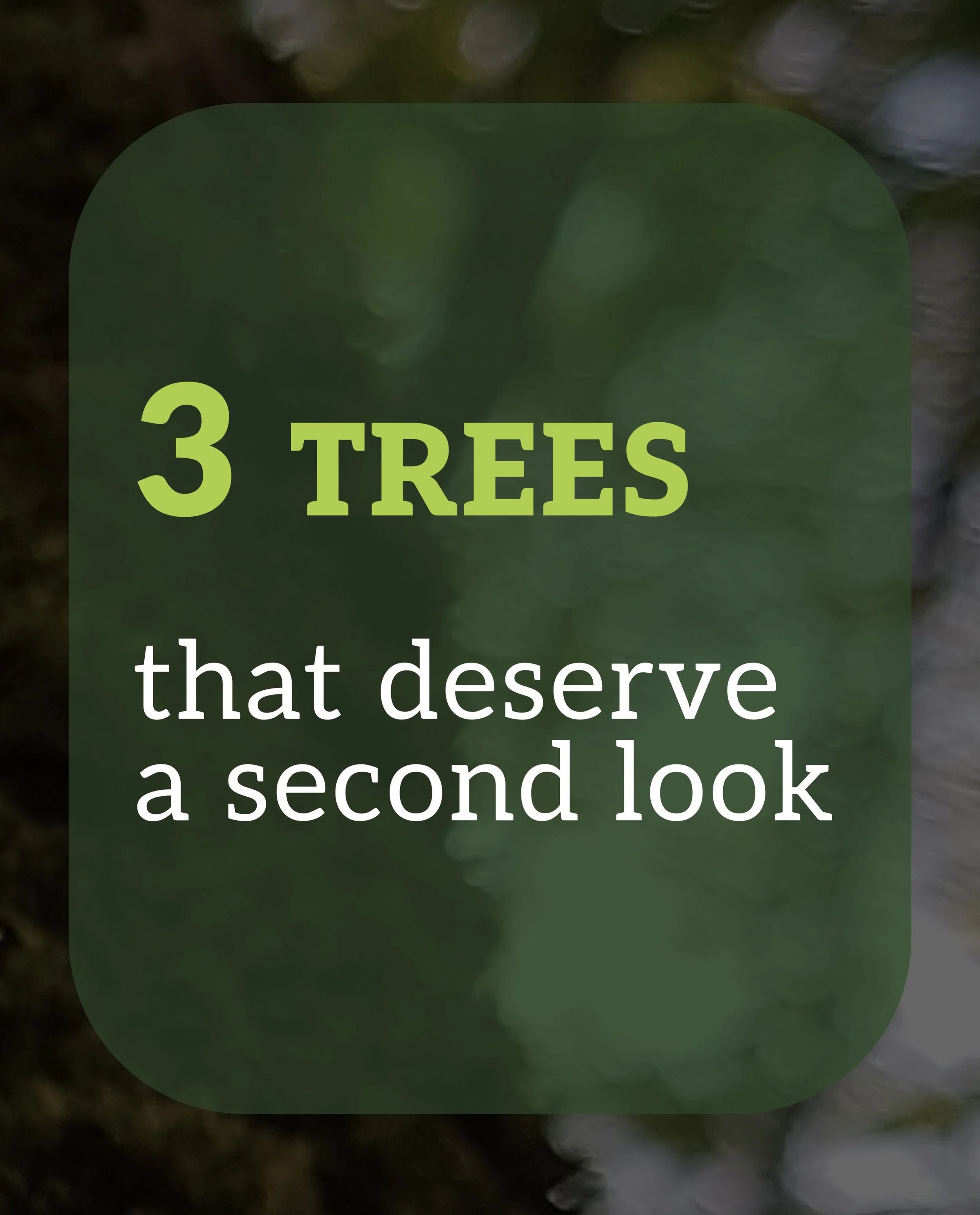 3 Trees That Deserve a Second Look.

Not every tree issue is obvious. Here are three examples we&rsquo;ve encountered recently where closer inspection revealed signs worth paying attention to.

1. Irregular swelling + cavity | Windermere A large fir 
