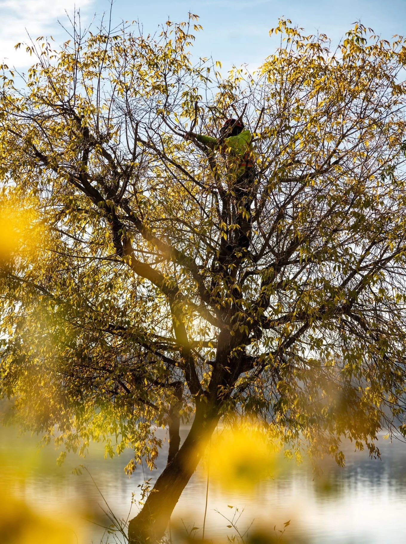 Fall Assessments🍂 
What Are We Looking For?

Fall is a great time to take a closer look at the trees around your property.

During a fall assessment, we may be looking for:

Signs of stress &mdash; changes in foliage, decline or other signs that a t