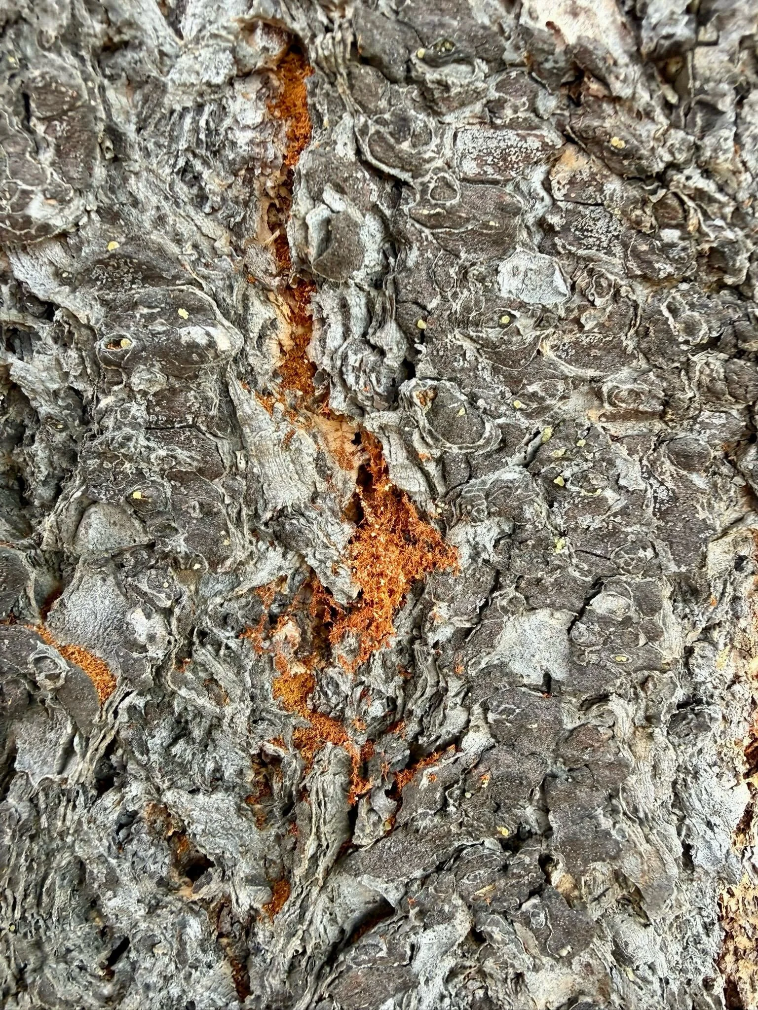 Wind damage, pests and disease. 
What to watch for:

After a summer of heat and dry conditions, fall is a good time to take a look at the trees around your property.

Some things to keep an eye out for:

&bull; Broken or hanging branches &mdash; even