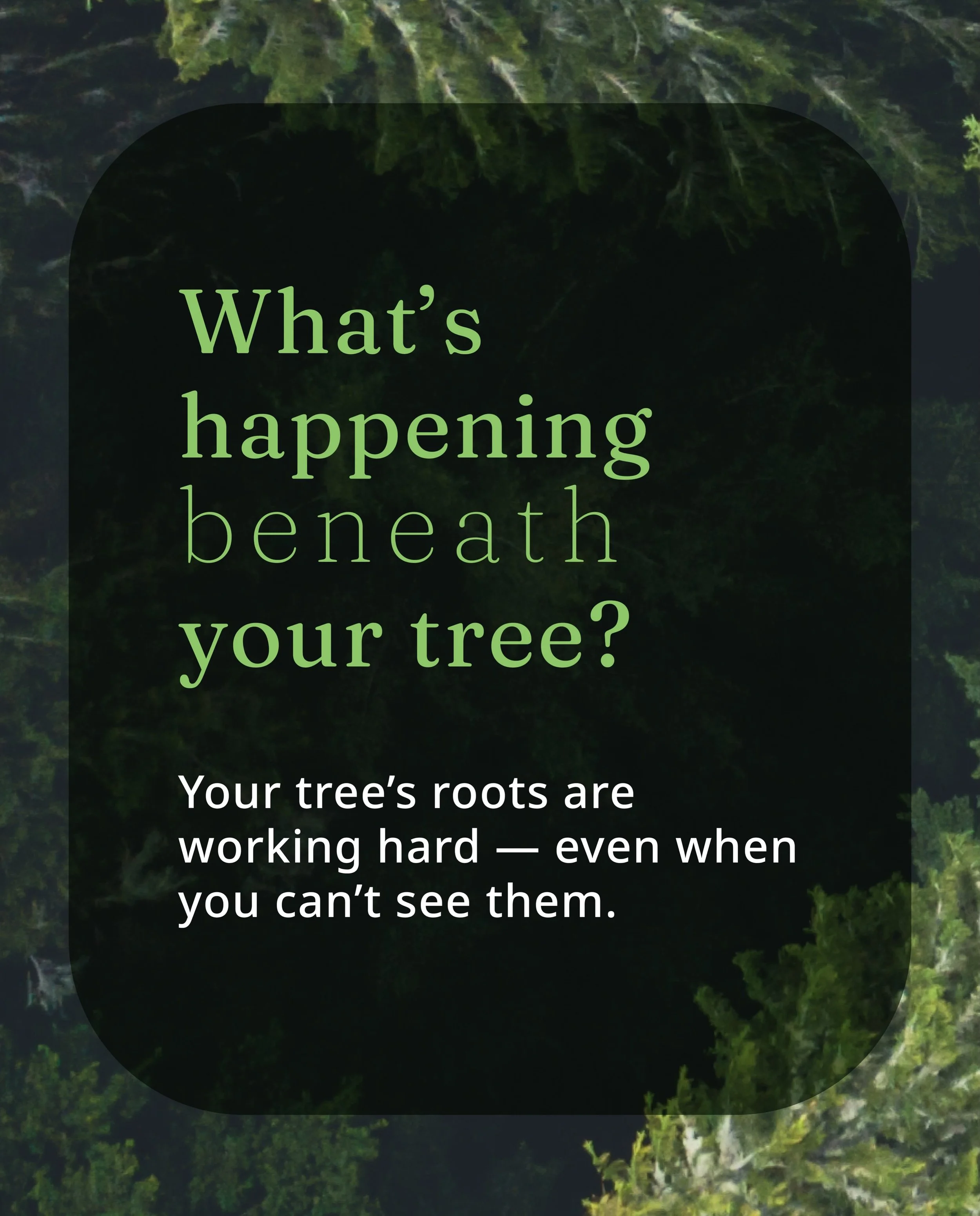 Healthy trees depend on healthy roots and sometimes those roots need a little extra support. 

Deep root fertilization delivers nutrients directly into the soil around the root zone. This treatment isn&rsquo;t right for every tree which is why it&rsq