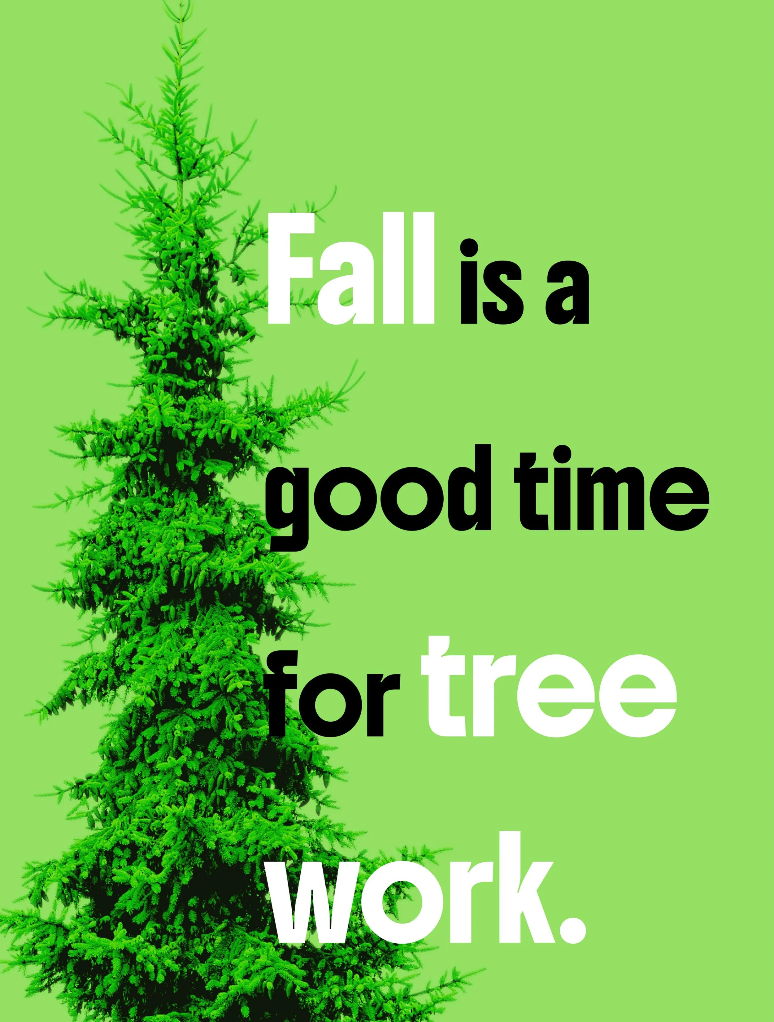 Why fall? 🍂

As trees enter dormancy and leaves drop, fall gives arborists a good opportunity to assess structure, address dead or damaged branches and tackle important tree work before winter arrives.

It&rsquo;s also a great time to start wildfire