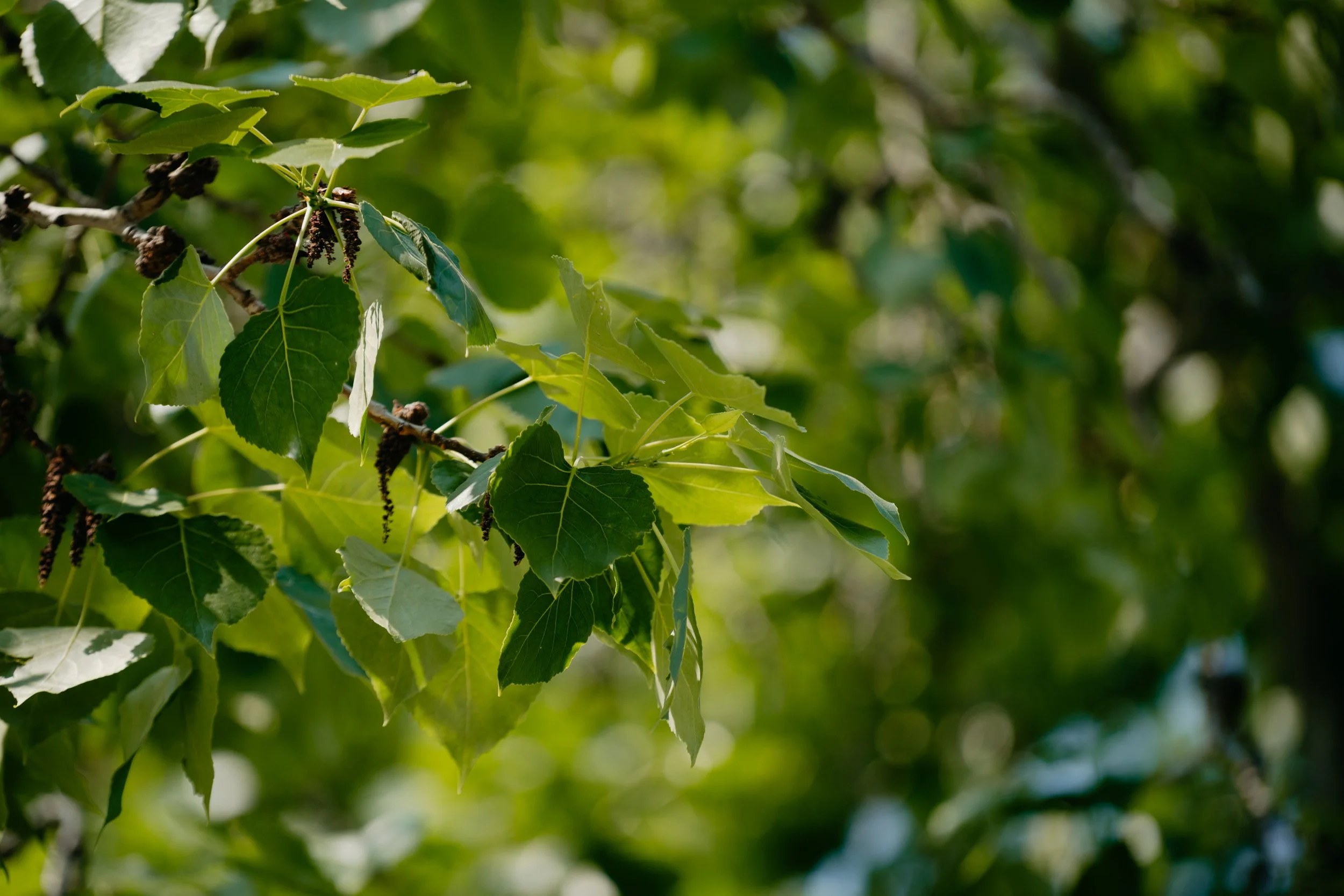 Green Leaf May 19_ 2023-139.jpg
