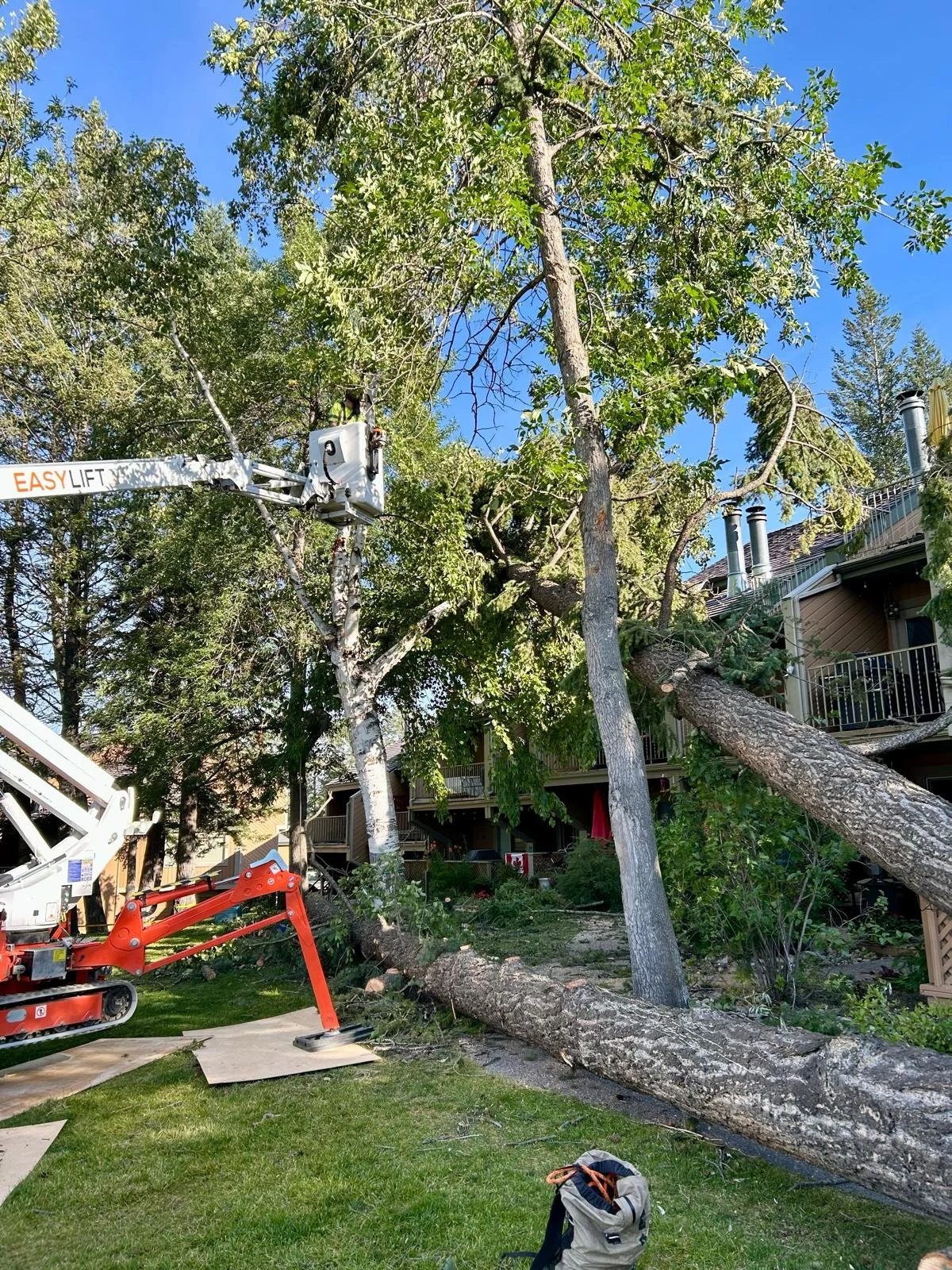 Emergency Tree Removal Windermere BC