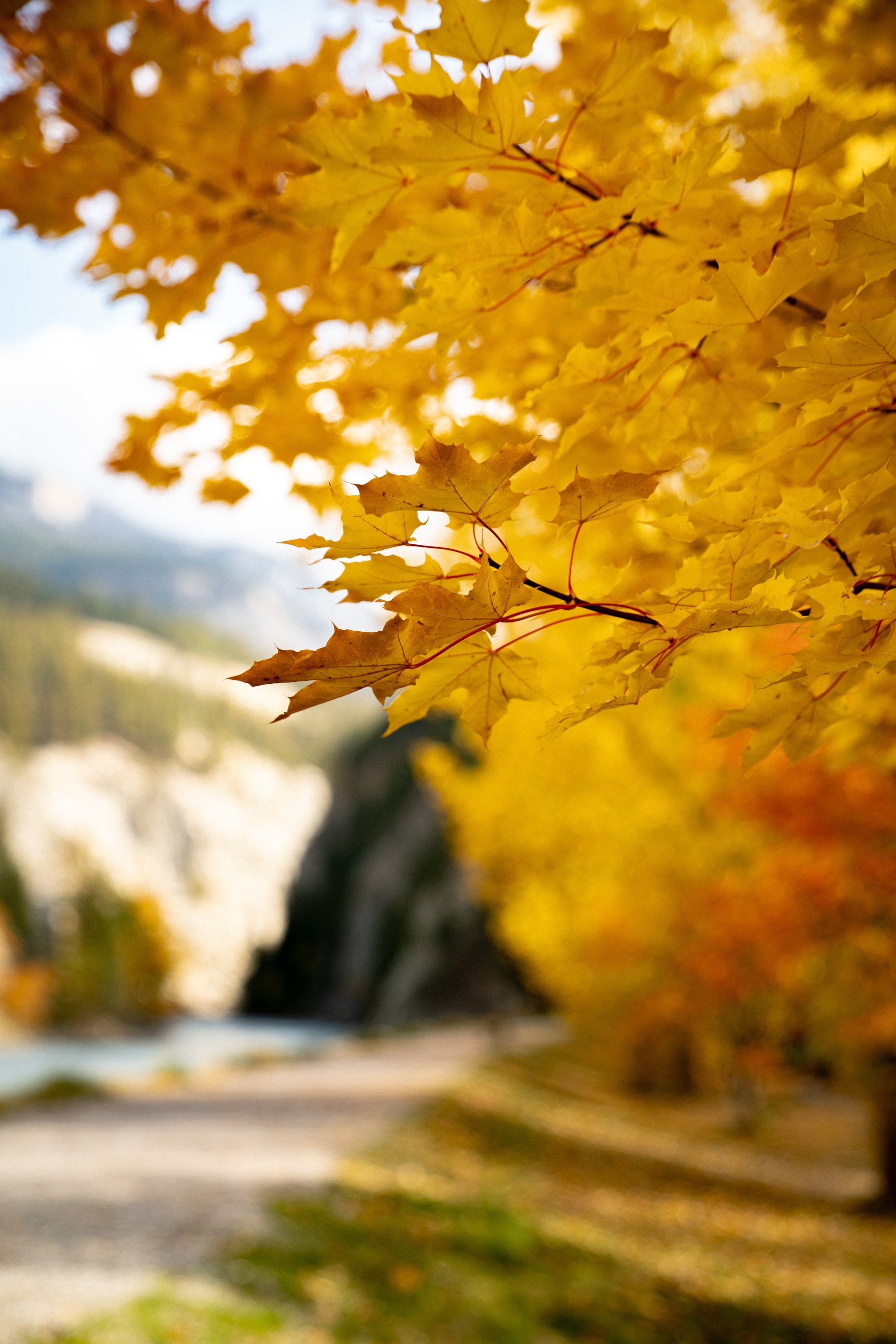 green leaf oct 3-65.jpg