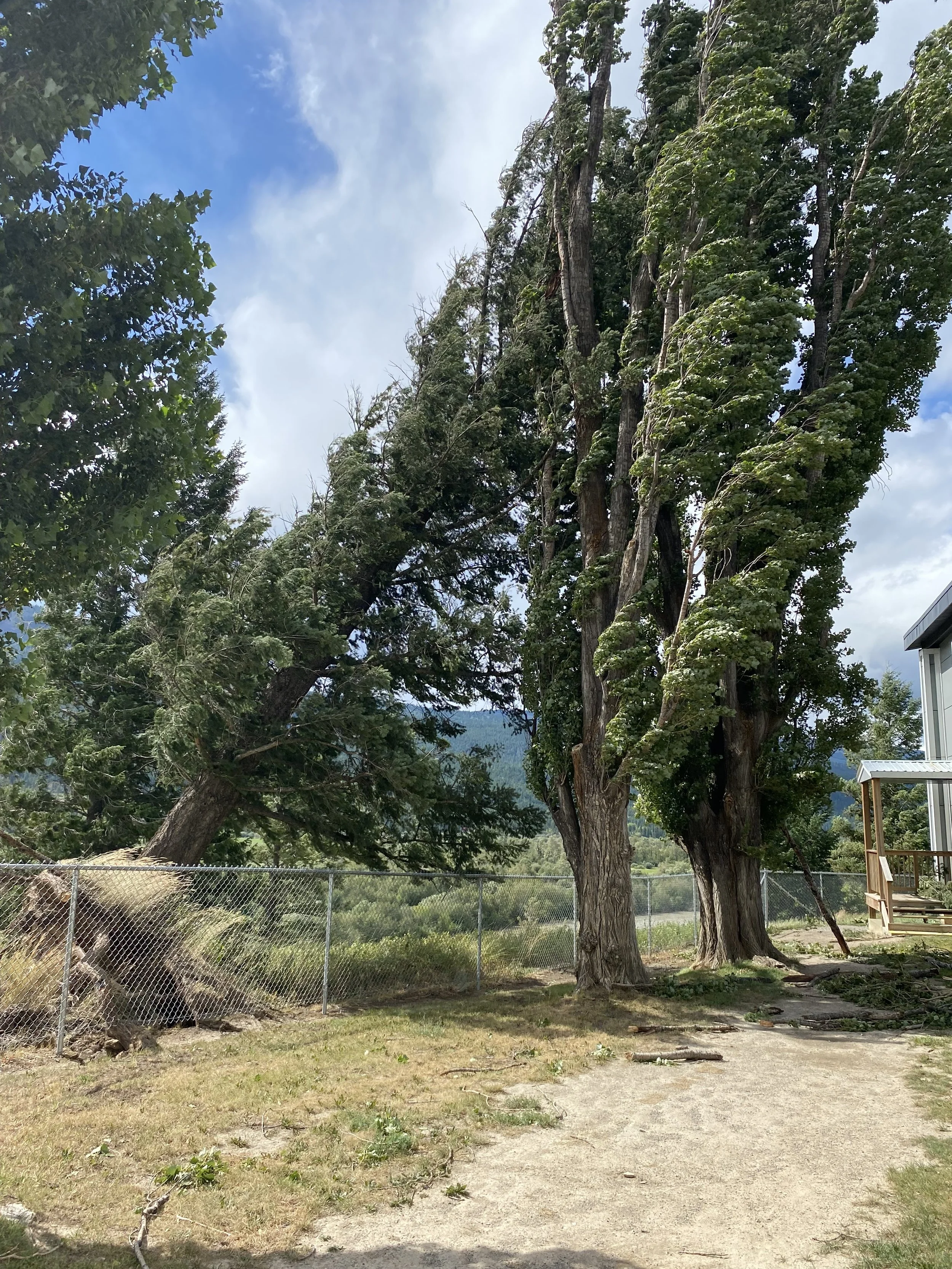 Emergency Tree Removal- Golden BC