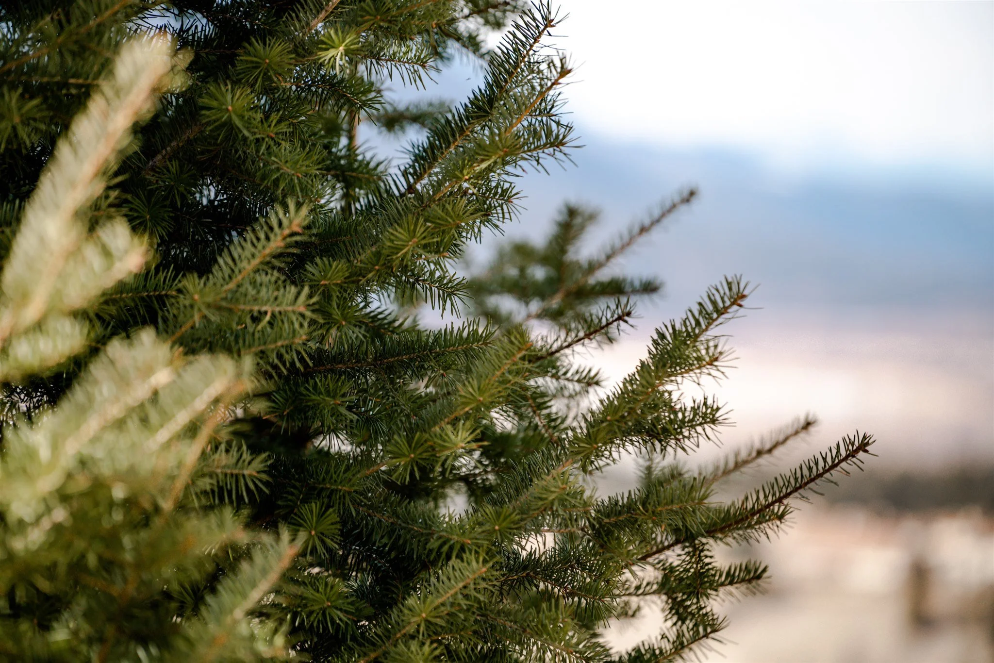 Conifer Pruning Columbia Valley