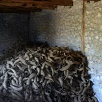 Horn manure production