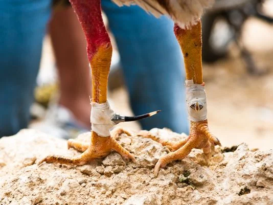 In the Pit with the Fighting Roosters
