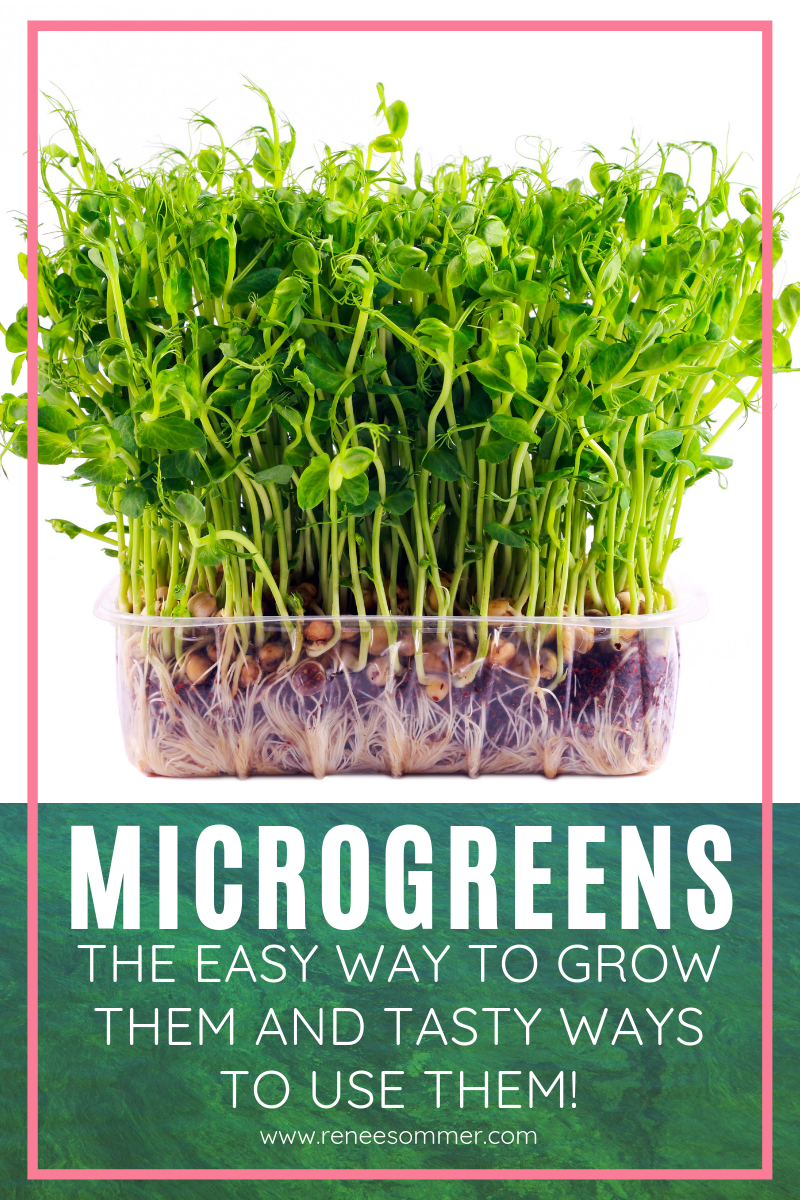 The Secret to Growing Microgreens the EASY Way (And How To Use Them