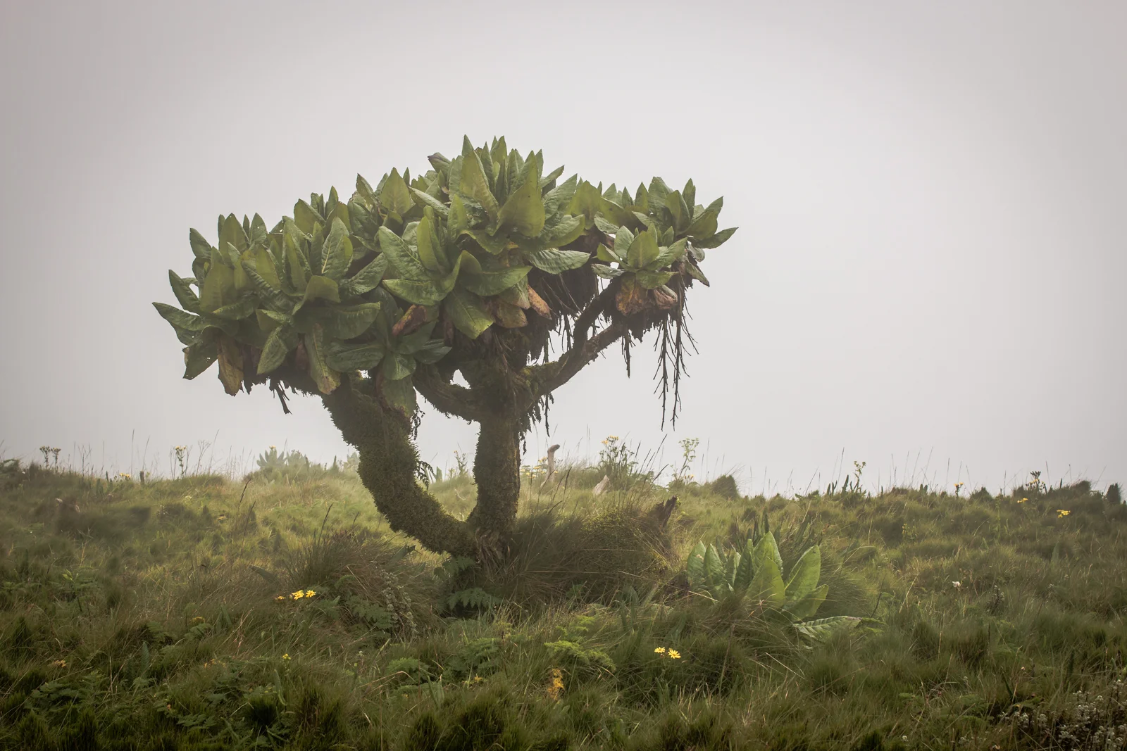 This bush technically lies on the Democratic Republic of Congo