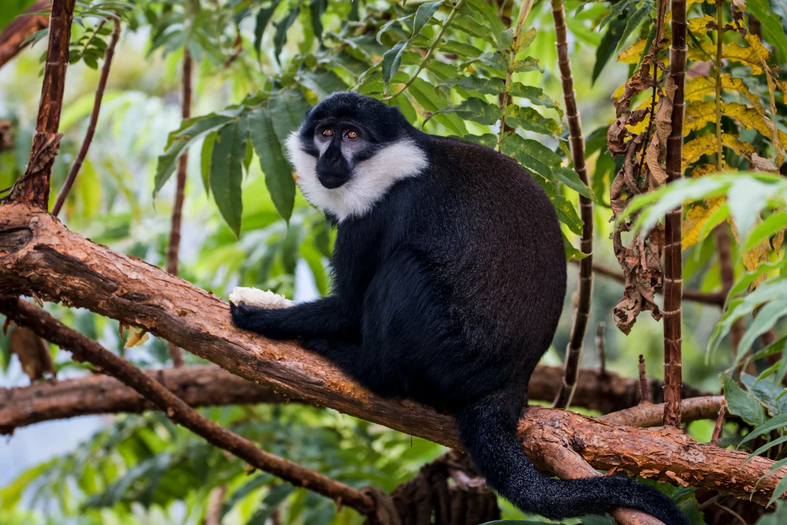 Bread-stealing Monkey