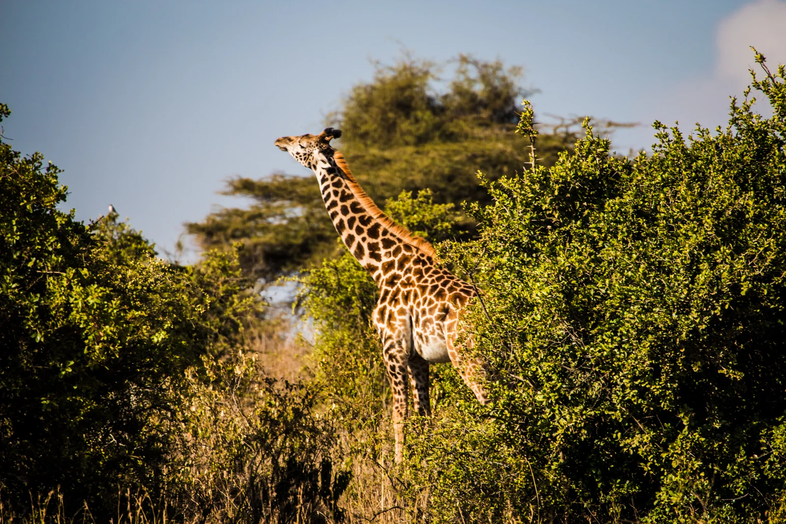 Giraffe doing Upward Dog and sun salutations in their early morning yoga practice