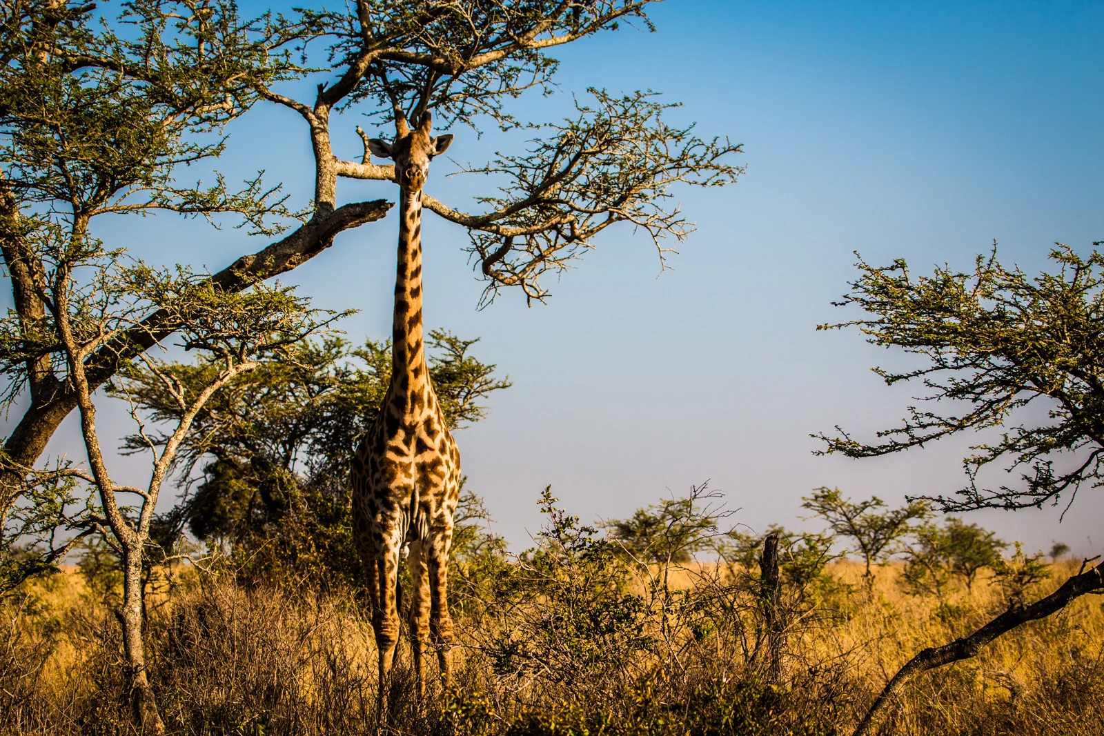 This giraffe really was doing its best to blend in!