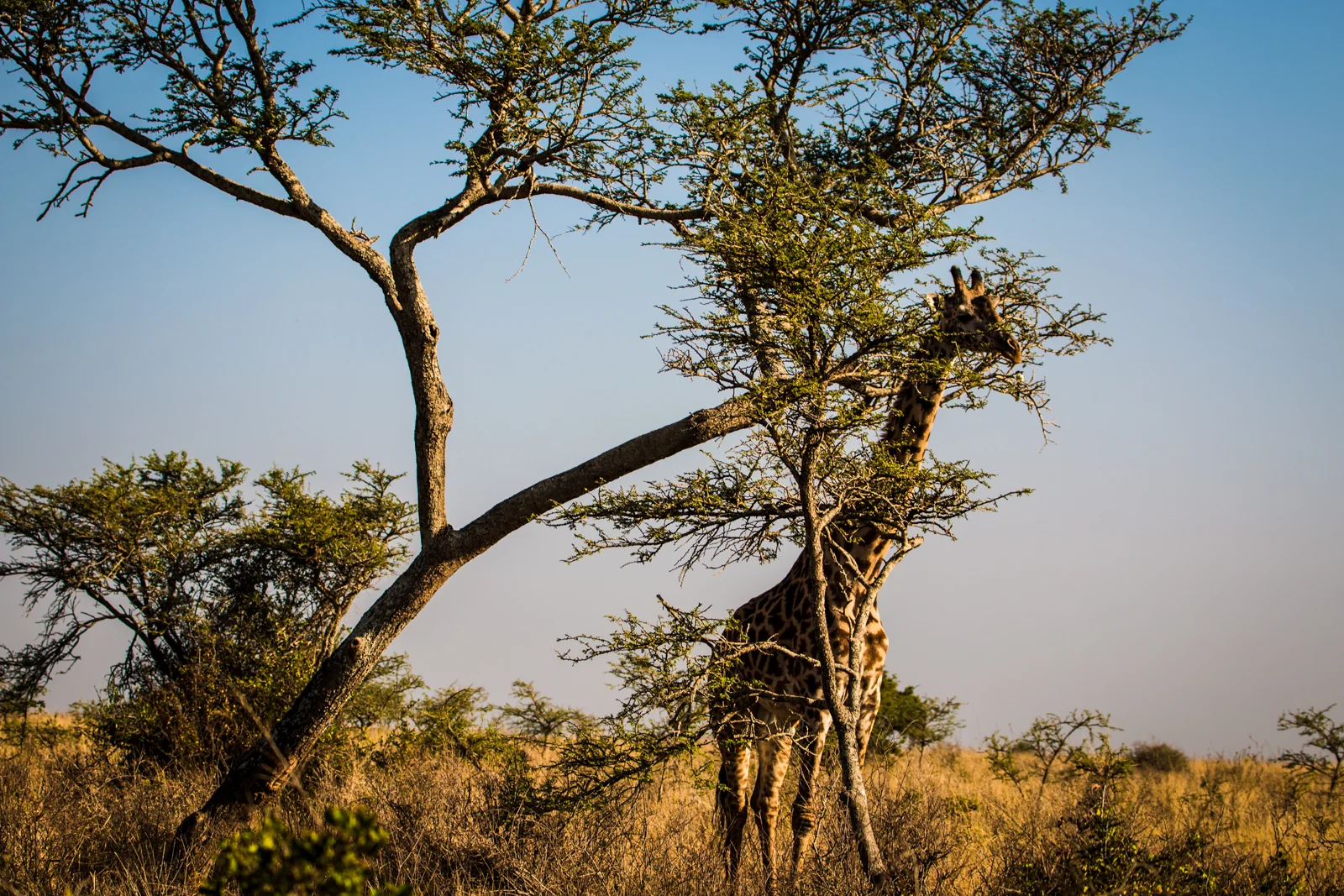 Maybe if I stand behind this tree they won't see me - said the awkward teenager giraffe.