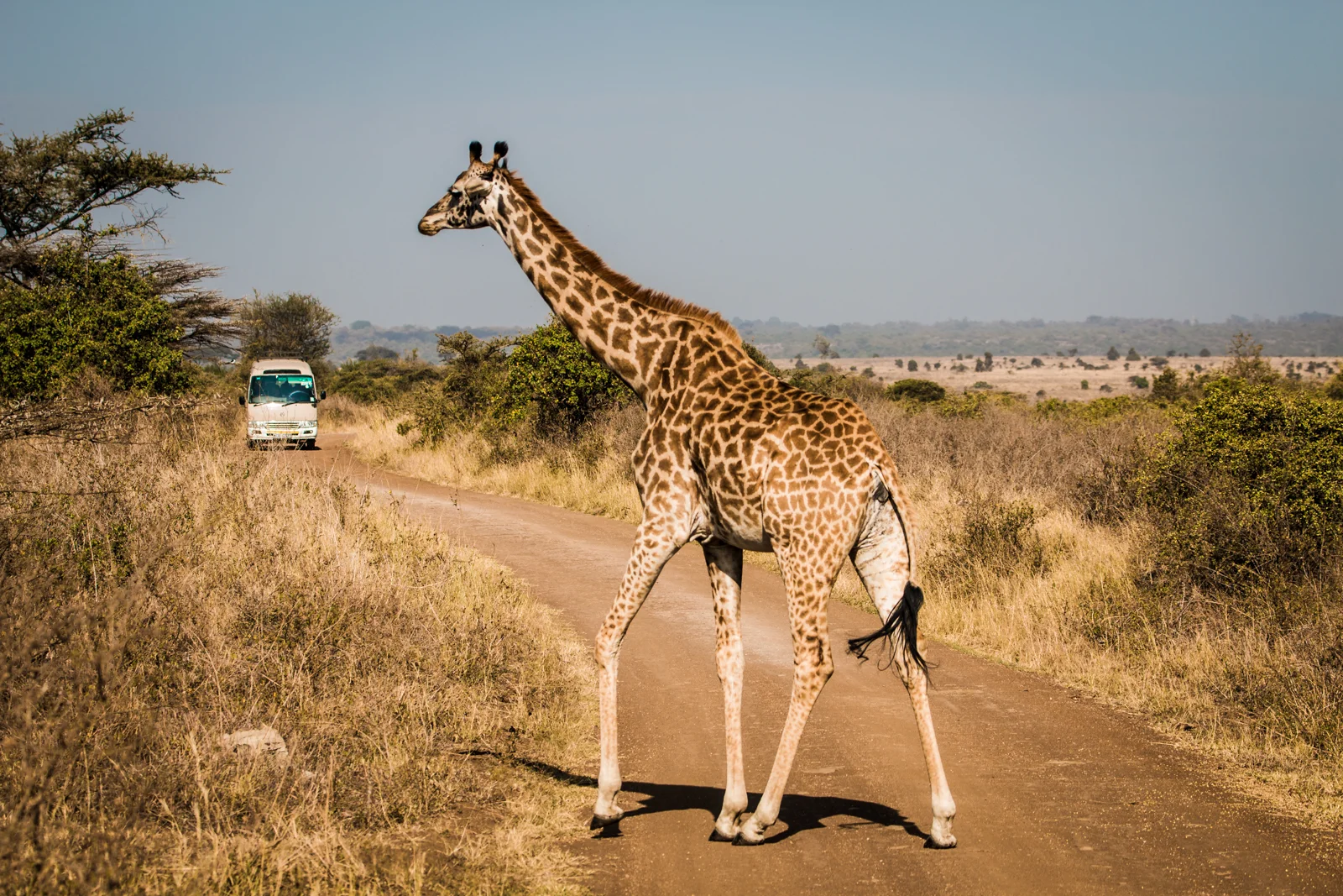 Giraffe Crossing up ahead, proceed with caution.