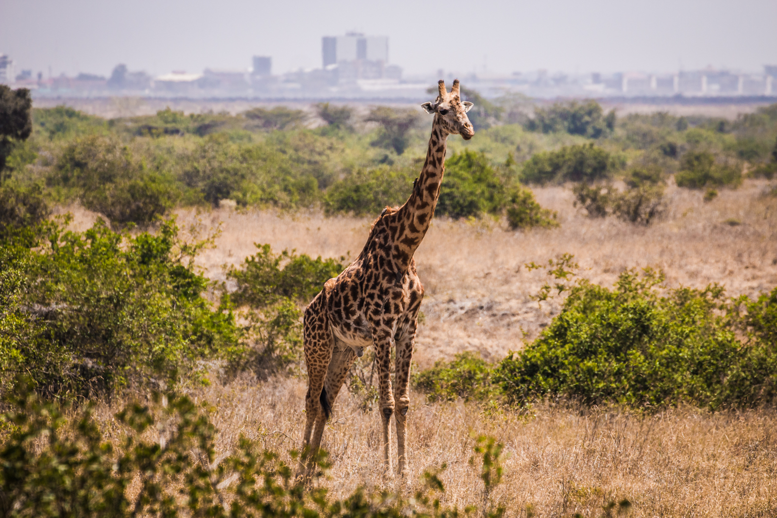 Girafffe with Nairobi Central Business District (CBD) in the background