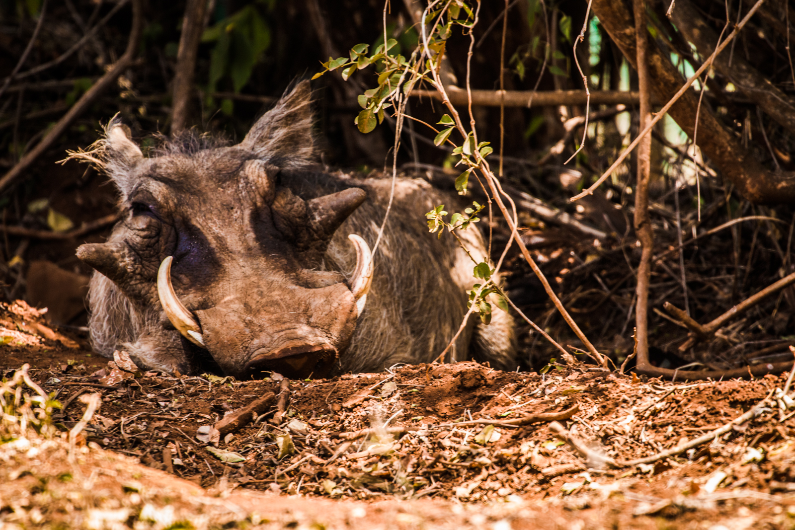 Not the prettiest of the bunch but this Warthog is still just as important to the whole Nairobi National Park ecosystem.