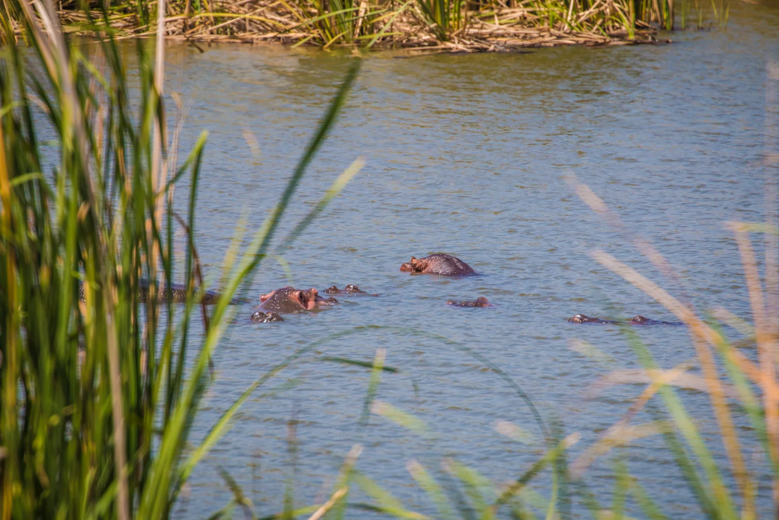 This is all we saw of the hippopotamus', they do seem to have pretty cute ears though!