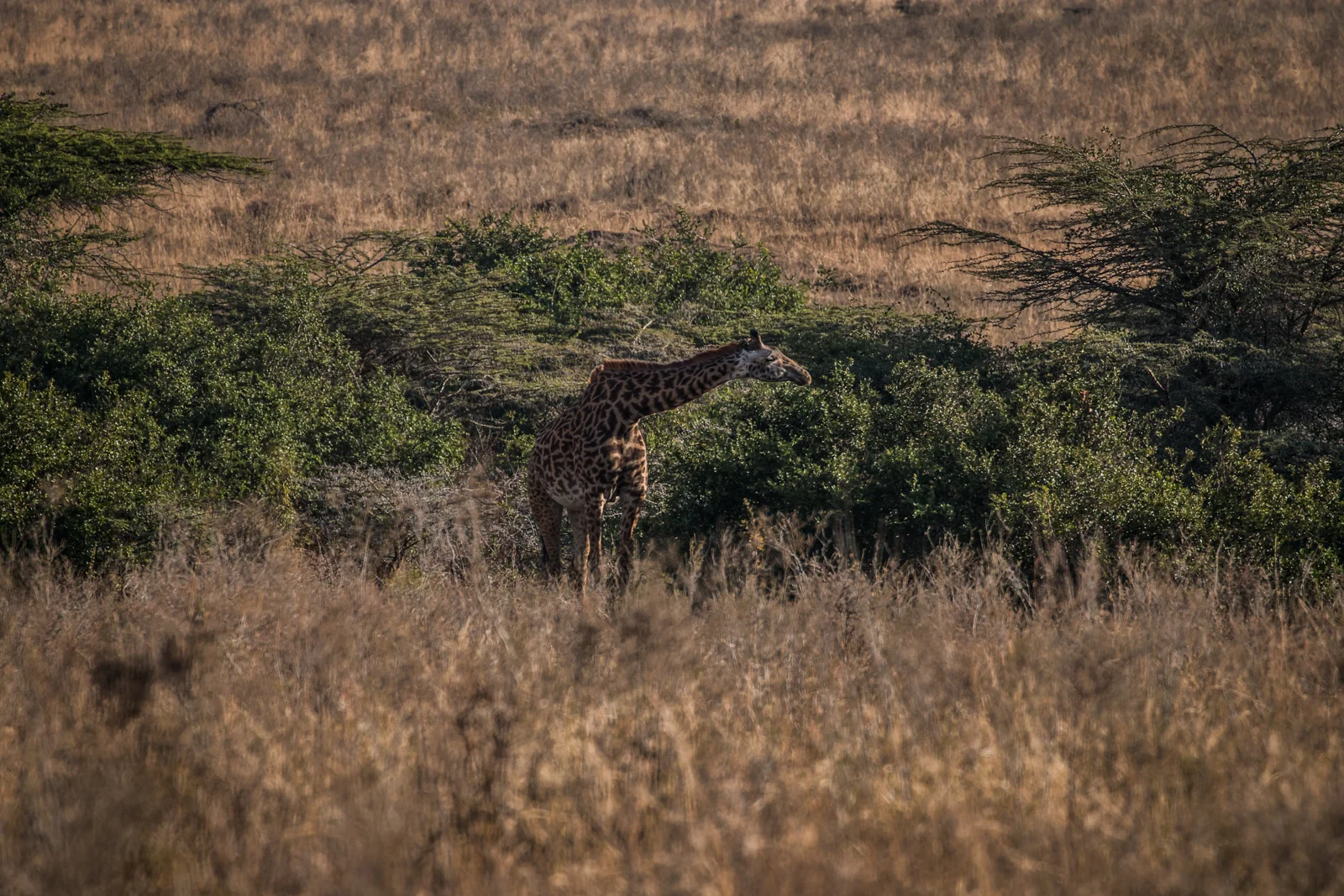Giraffe doing their best "Gone with the Wind" pose. 