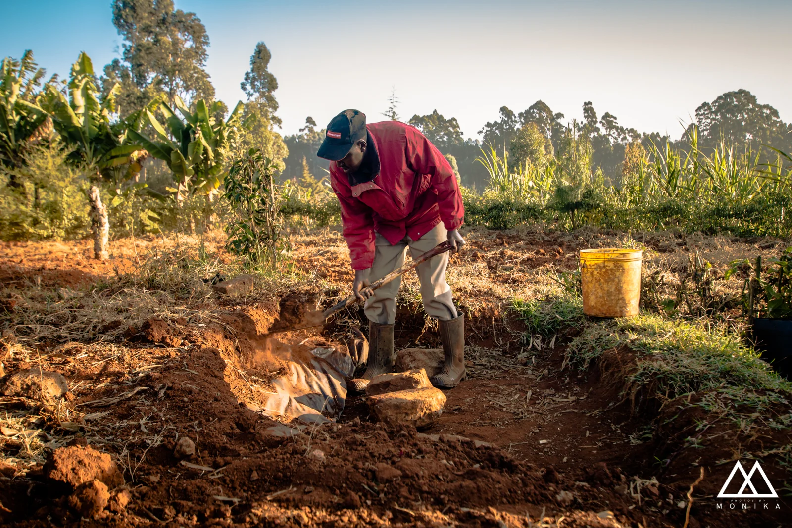 Abraham showing me how to prepare silage for his cow feed (silage is a fermented product of maize and/or Napier grass). You can learn more about silage and other cow feeding techniques by watching the video at the end.