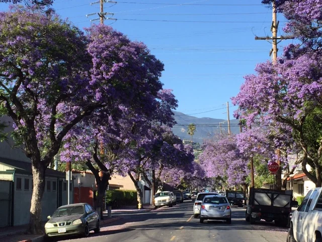 Jacarandas in Bloom