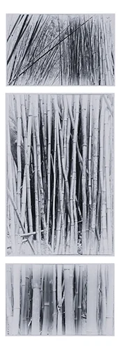 Bamboo Cyanotype - Roger Stevens