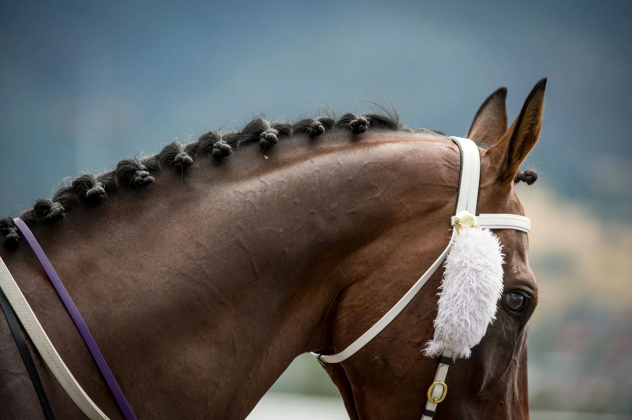 HobartCup2015_0062.jpg