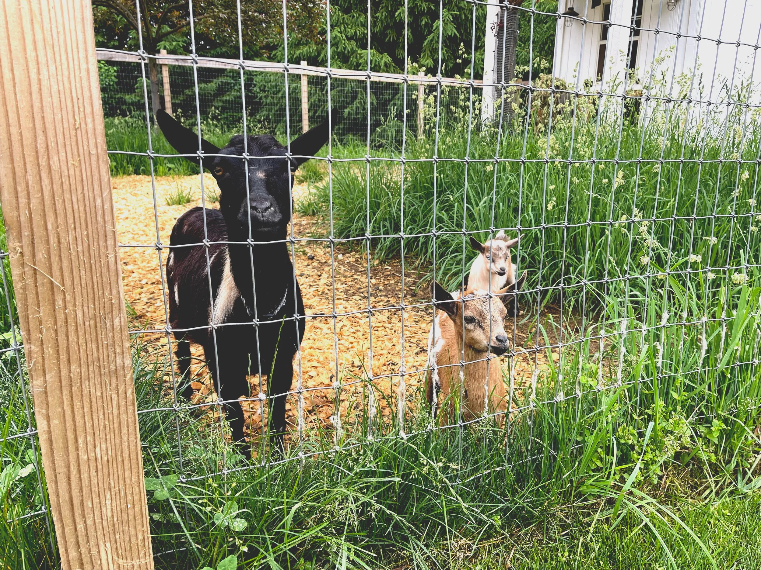 Spring Maintenance: Mulch To Do This Spring! 