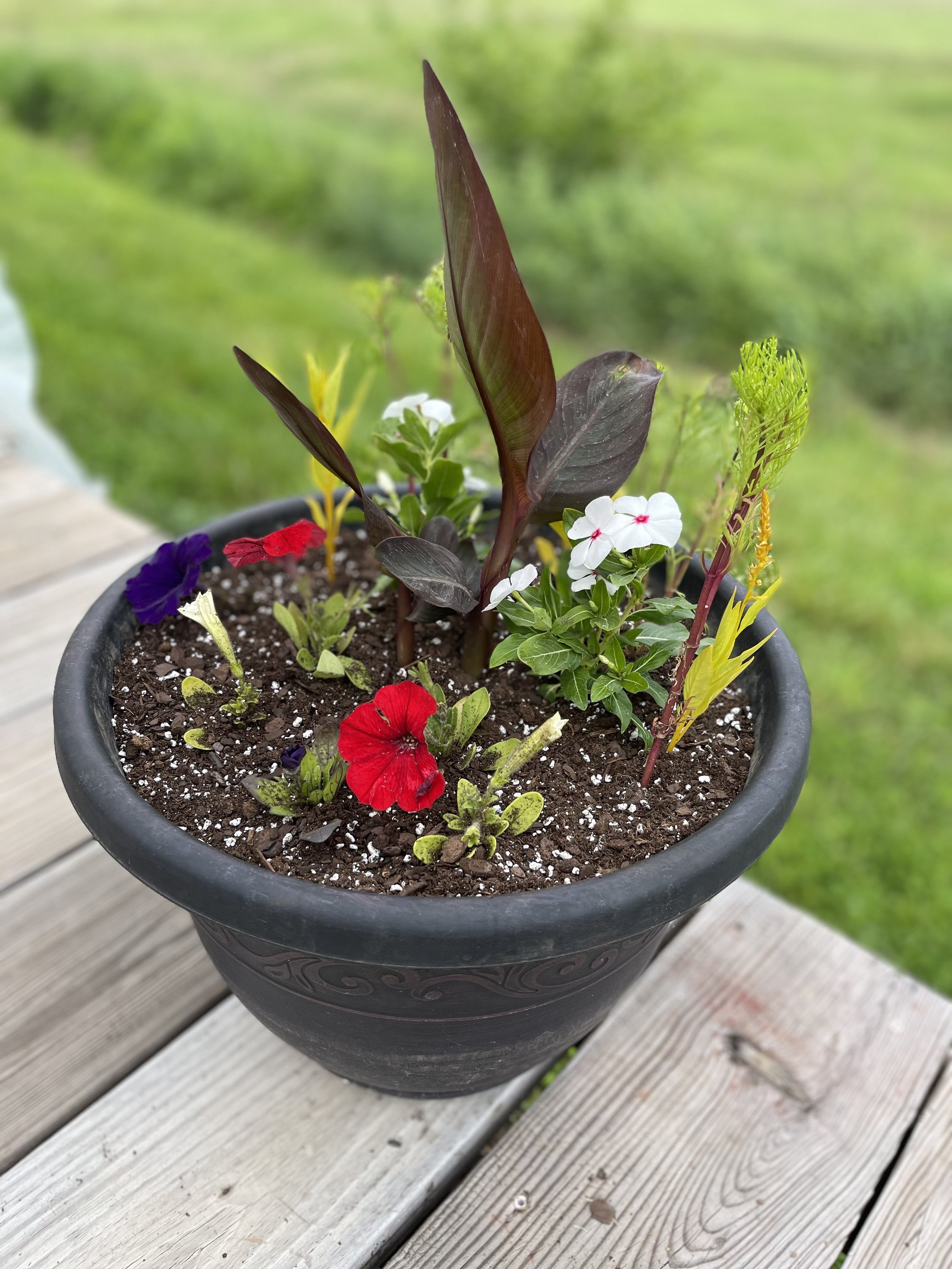 Sammarino - 2025 planter 14.jpeg