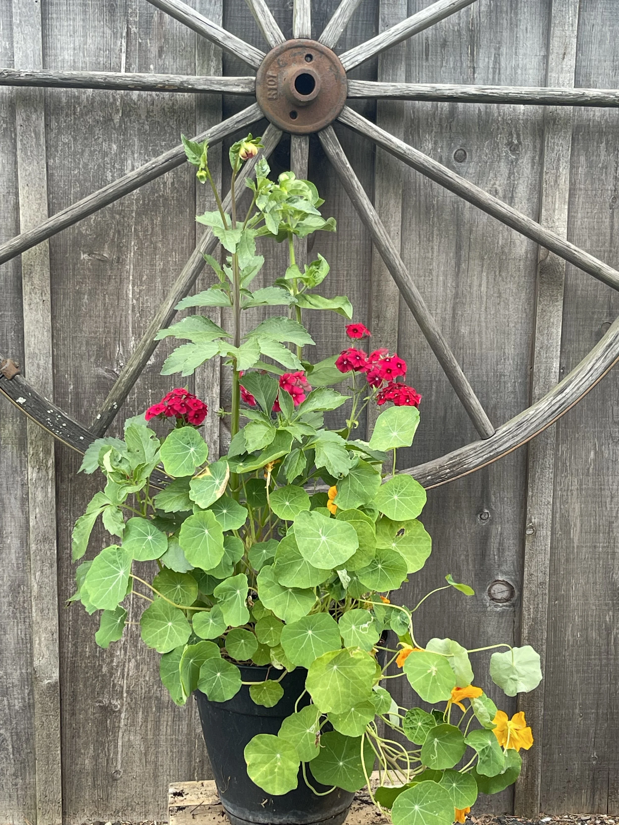 Wagon Wheel single planter x2.jpeg