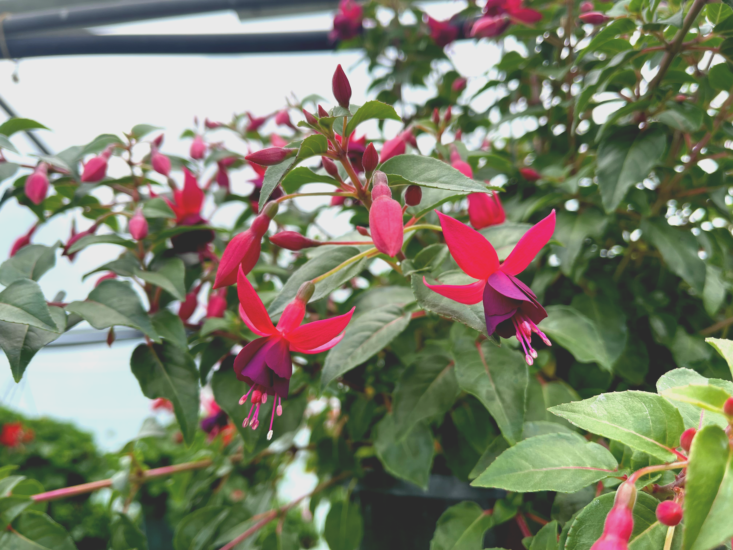 hanging_fuscia.png
