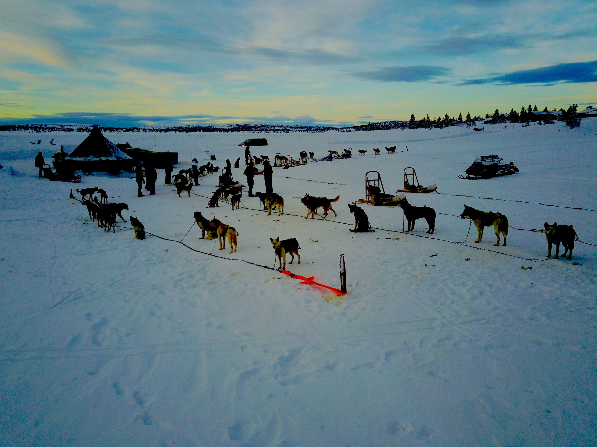 Dog Sledding at its most beautiful