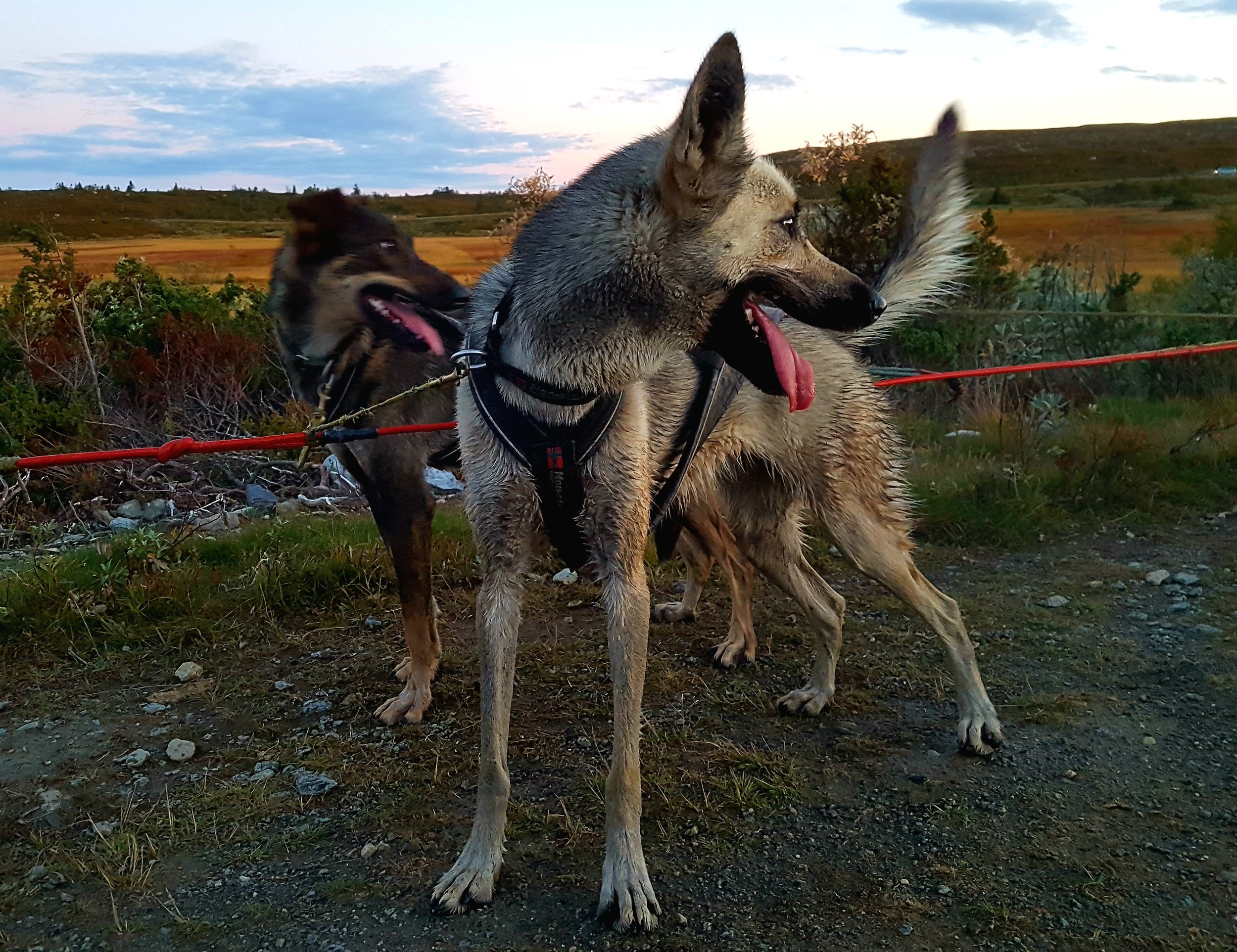 alaska husky.jpg