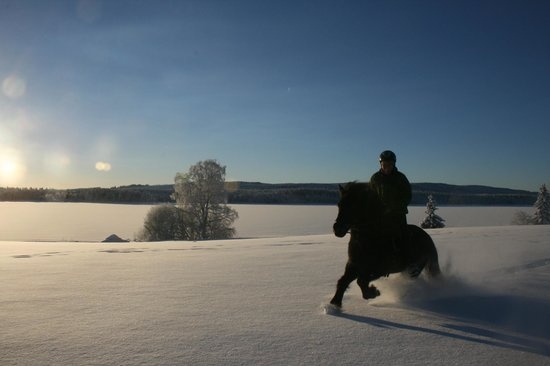 Photo: Mesna Icelandic Horse Center