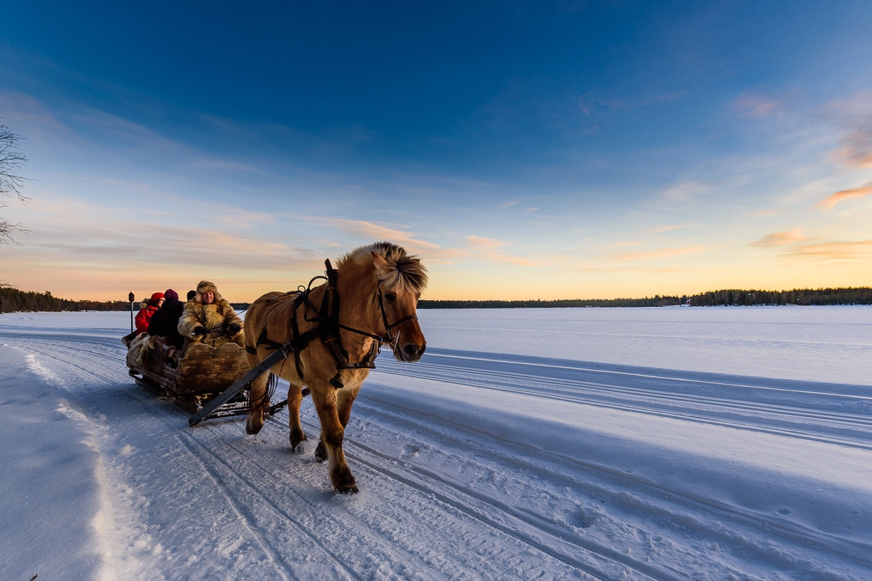 Photo: Mesna Icelandic Horse Center