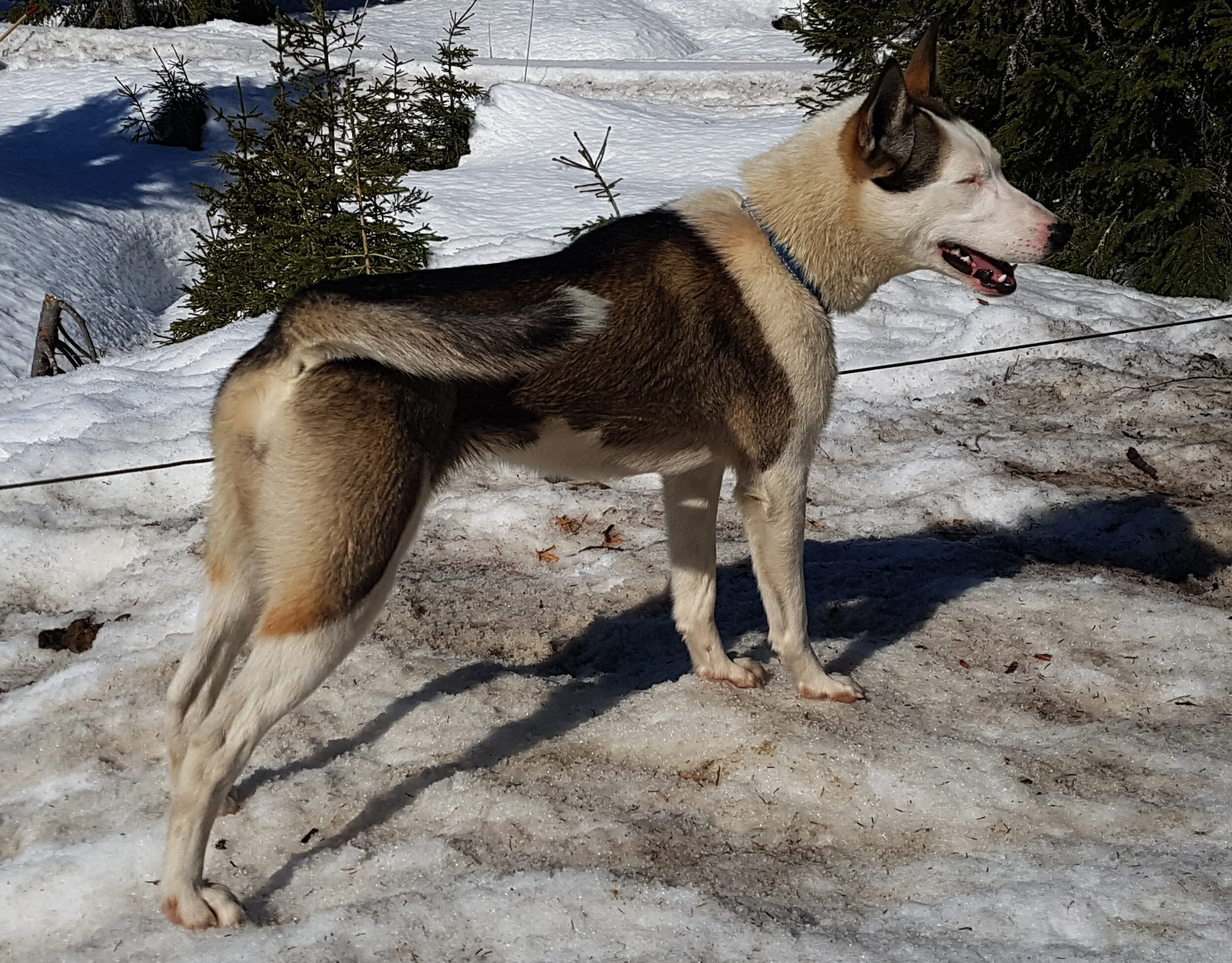 Audi from Sjusjøen Husky Tours